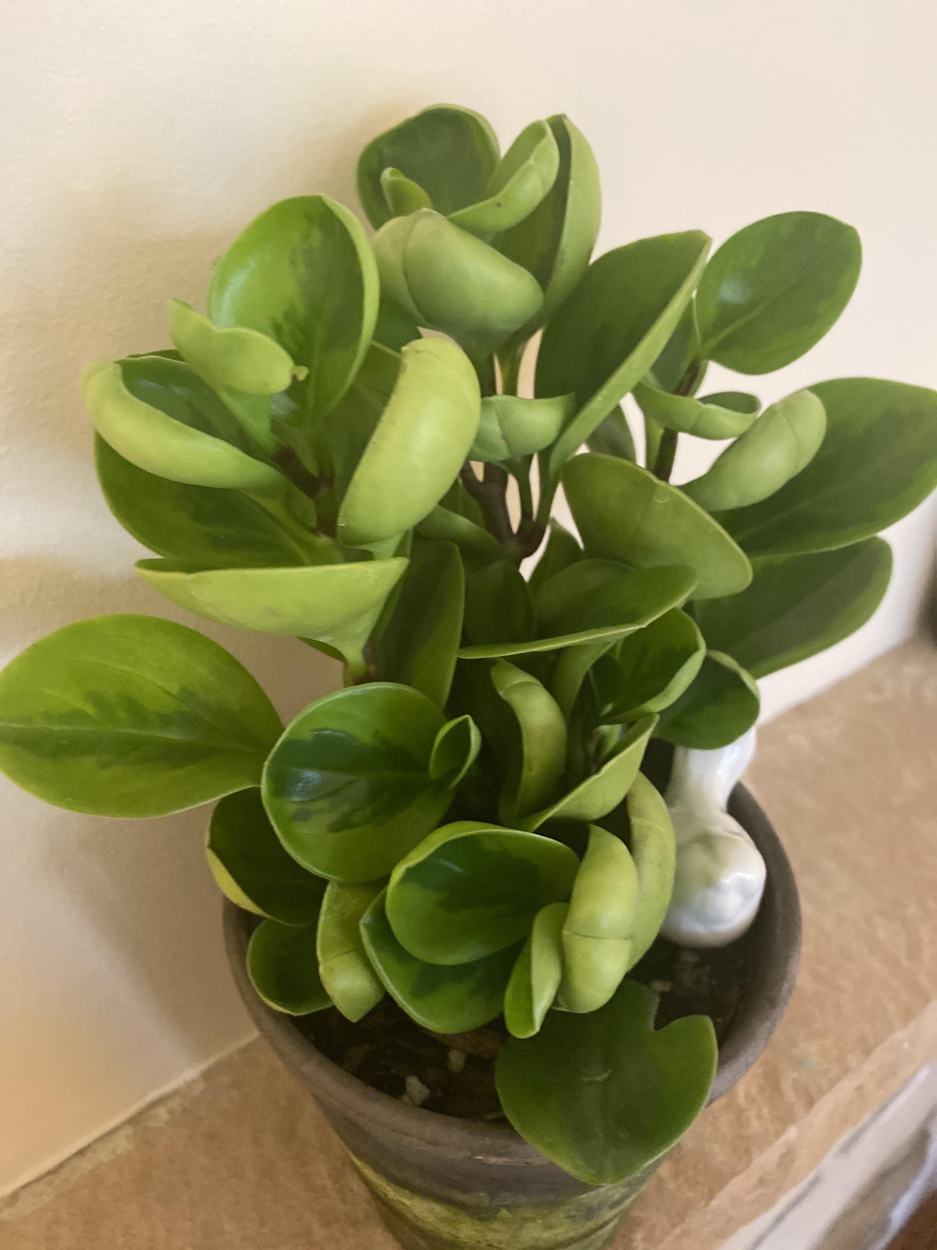 House plant ID please r/houseplants