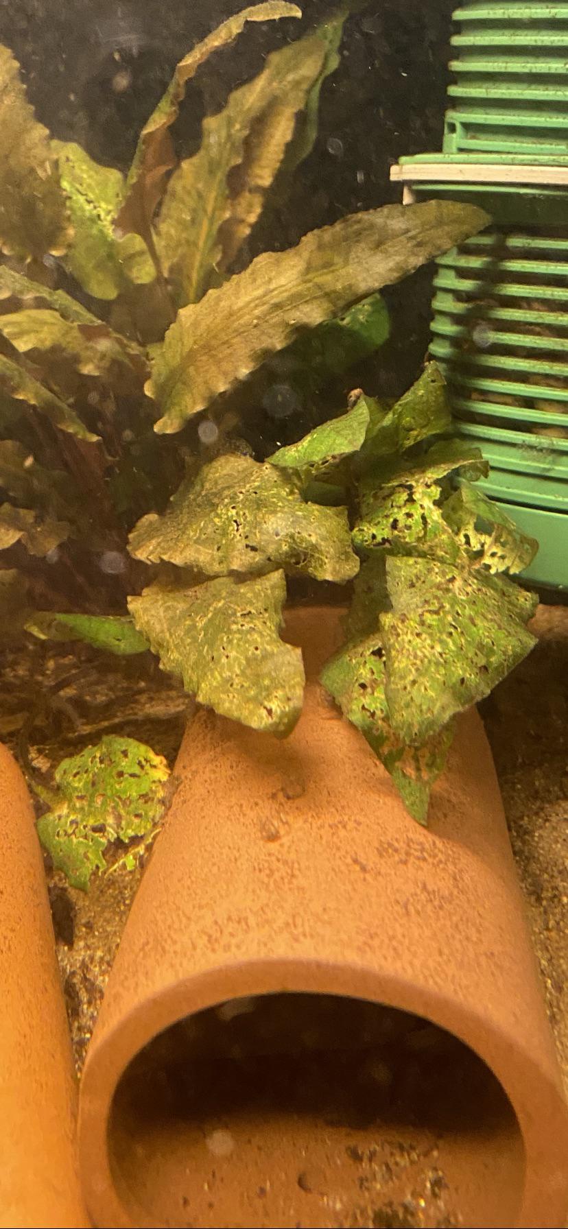 What are the holes in my plants? Nutrients missing or snails/ fish