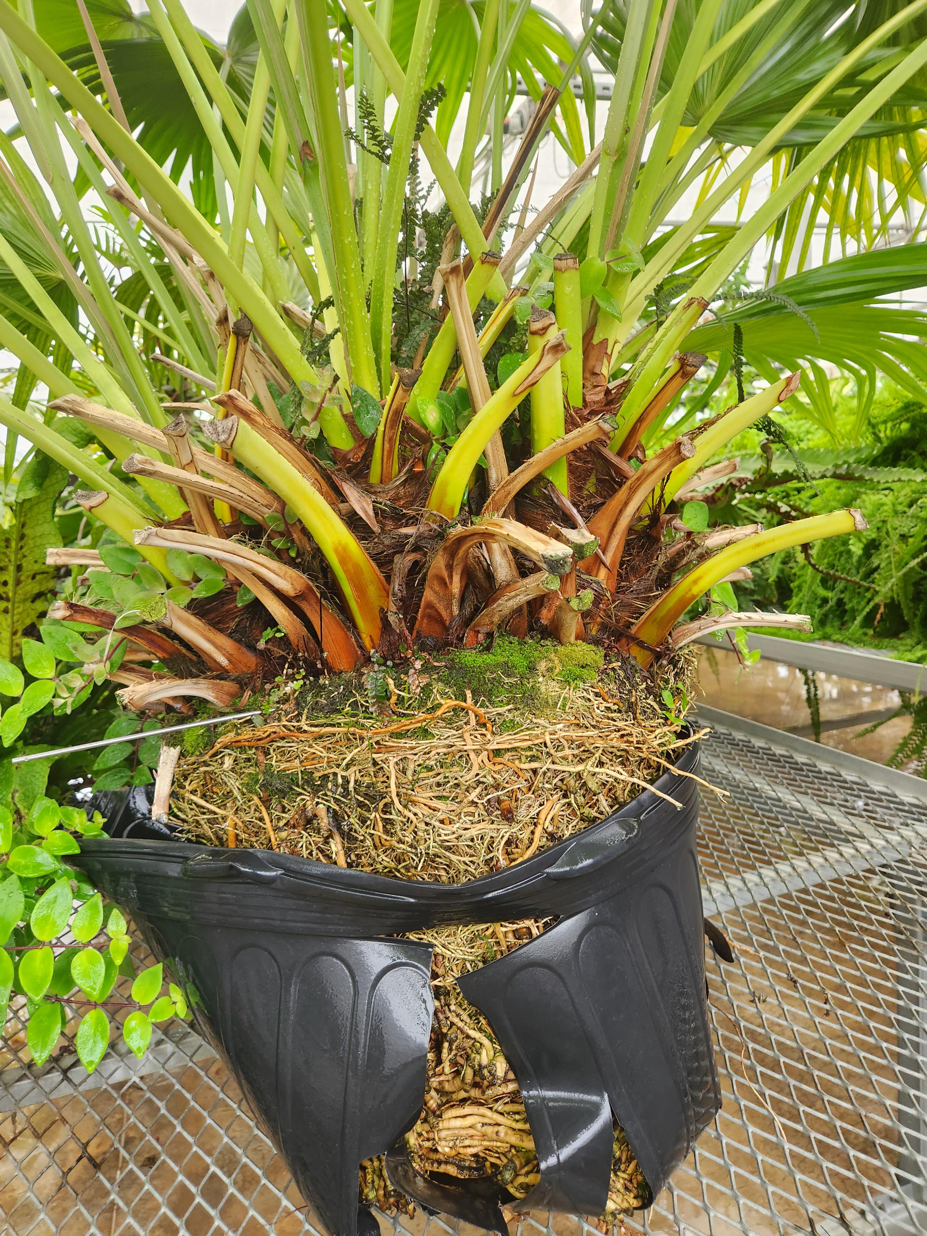 Hey guys, do you think my plant needs to be repotted or can it wait a