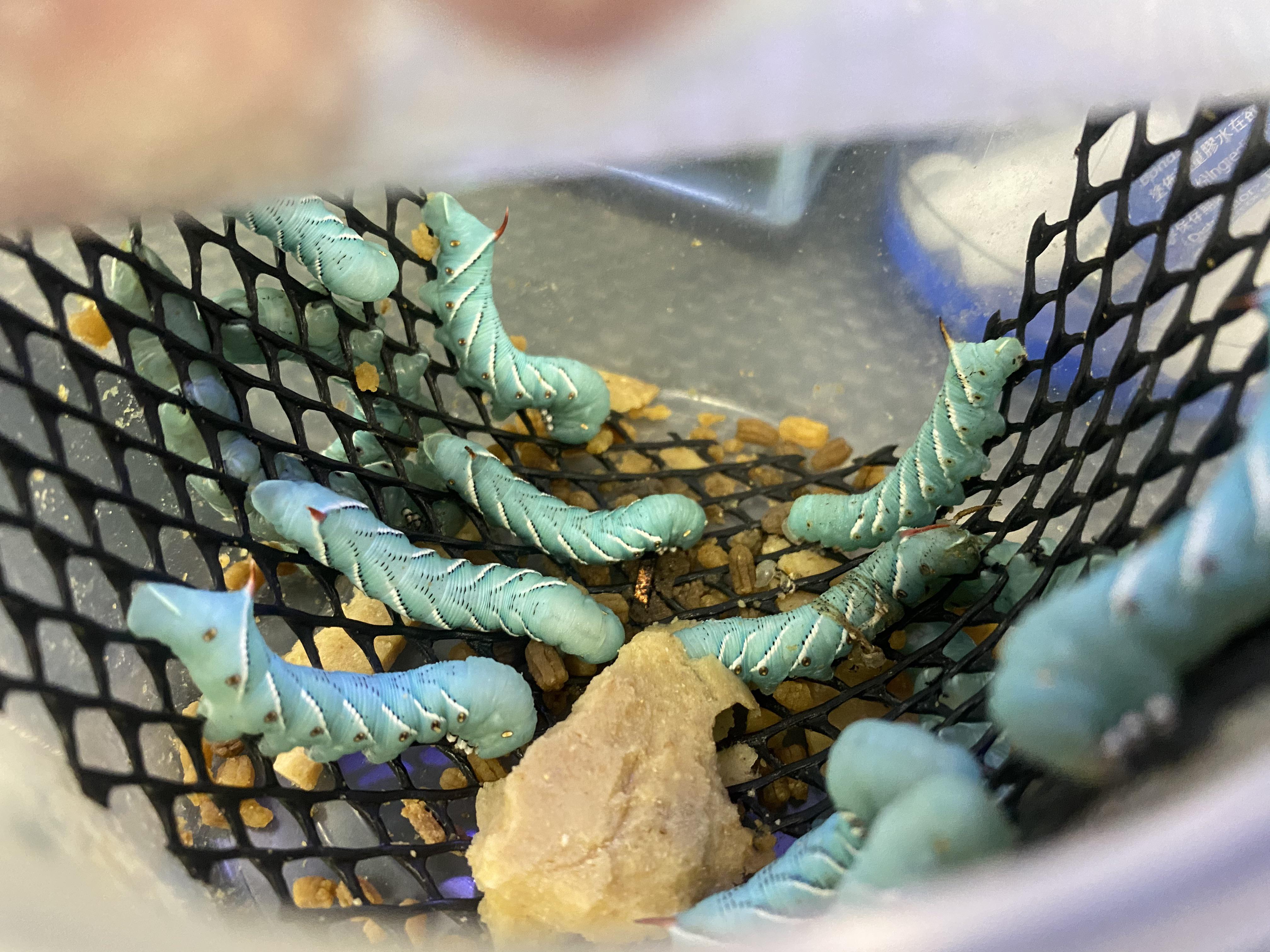 Saw some beautiful blue caterpillars at the pet store today...i believe they are tobacco