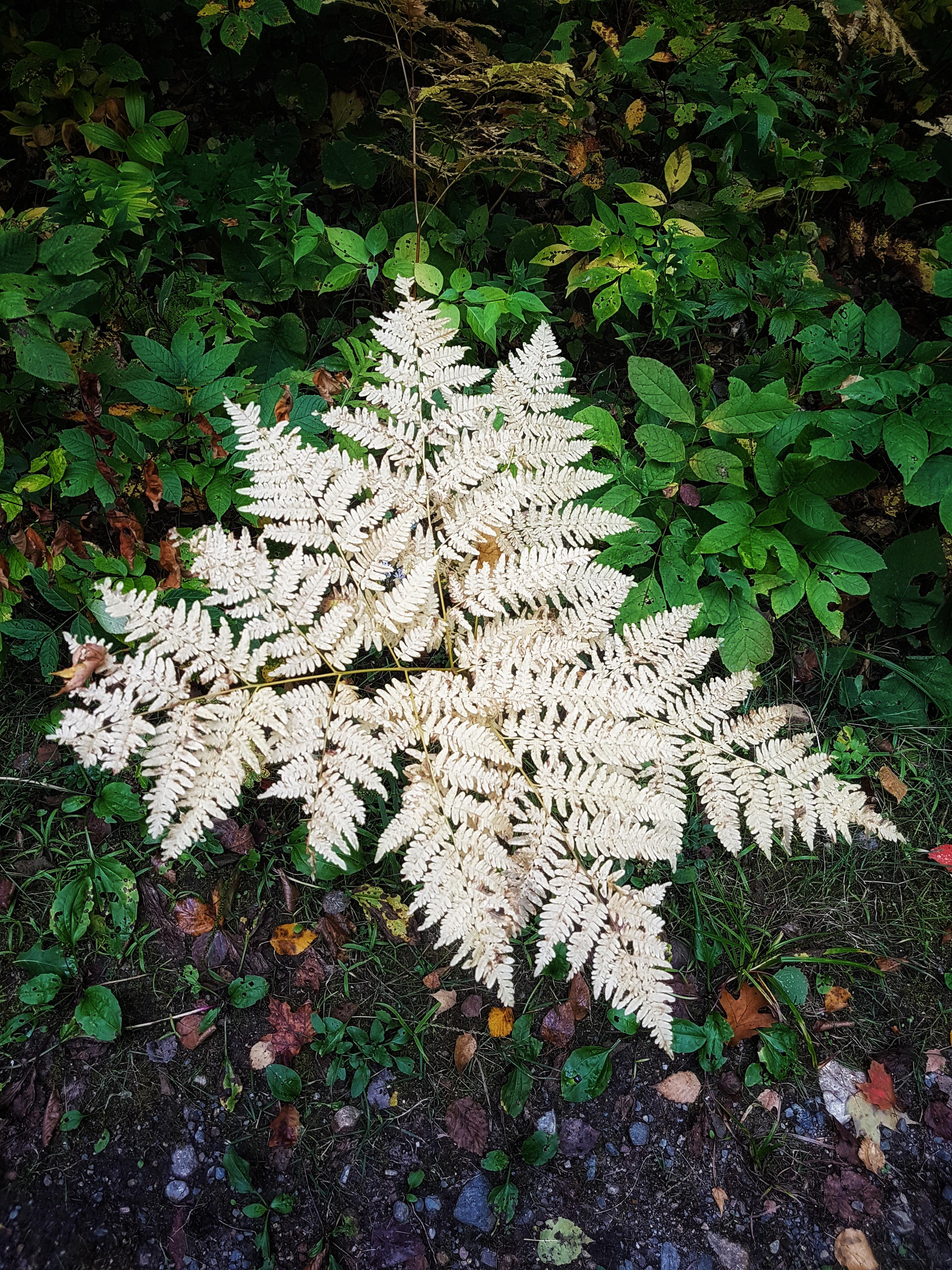 This white fern I found on my hike today r/mildlyinteresting
