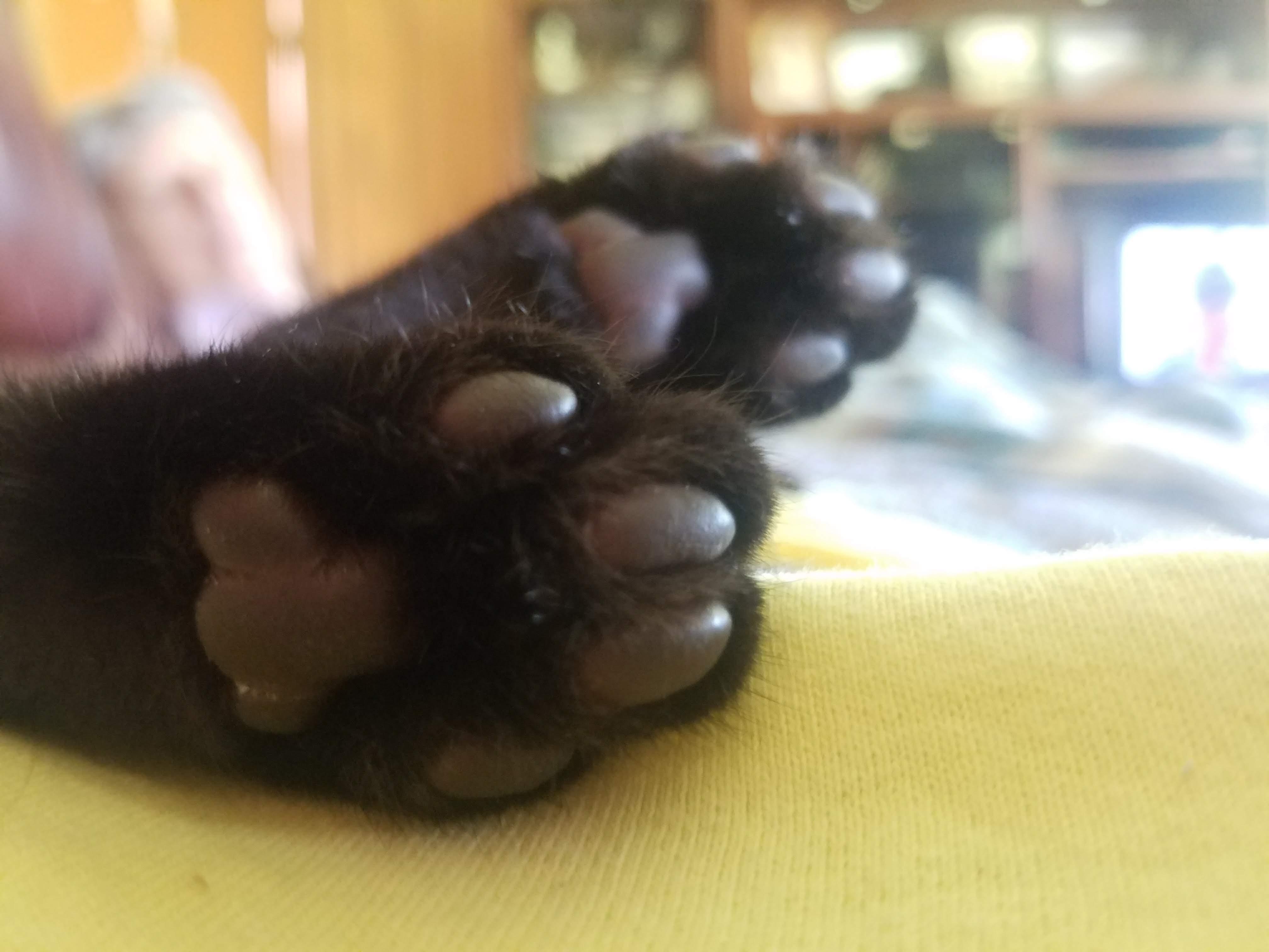 Jasper beans!!! r/jellybeantoes