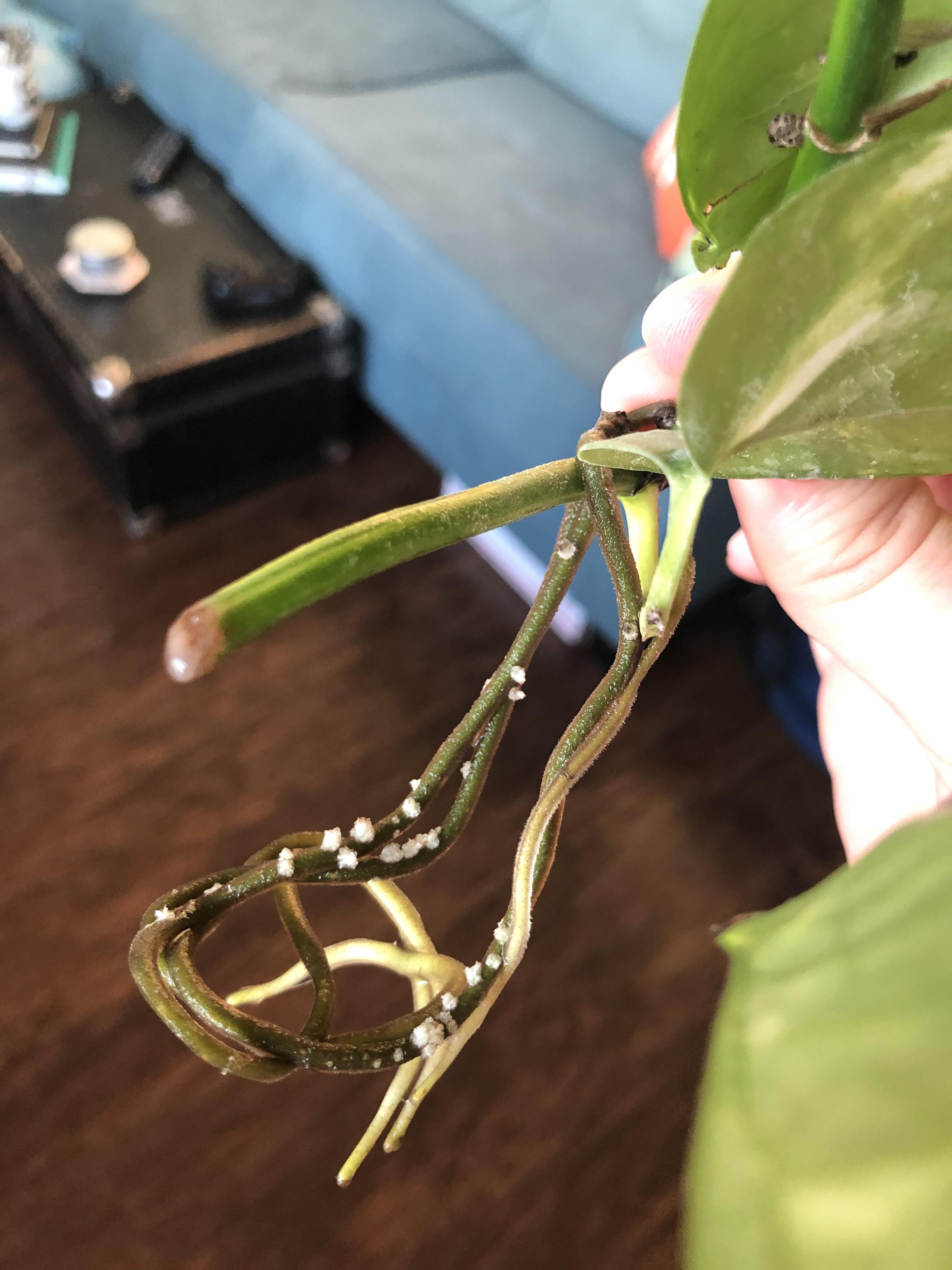 White spots on my pothos roots? He’s been living in water and they just
