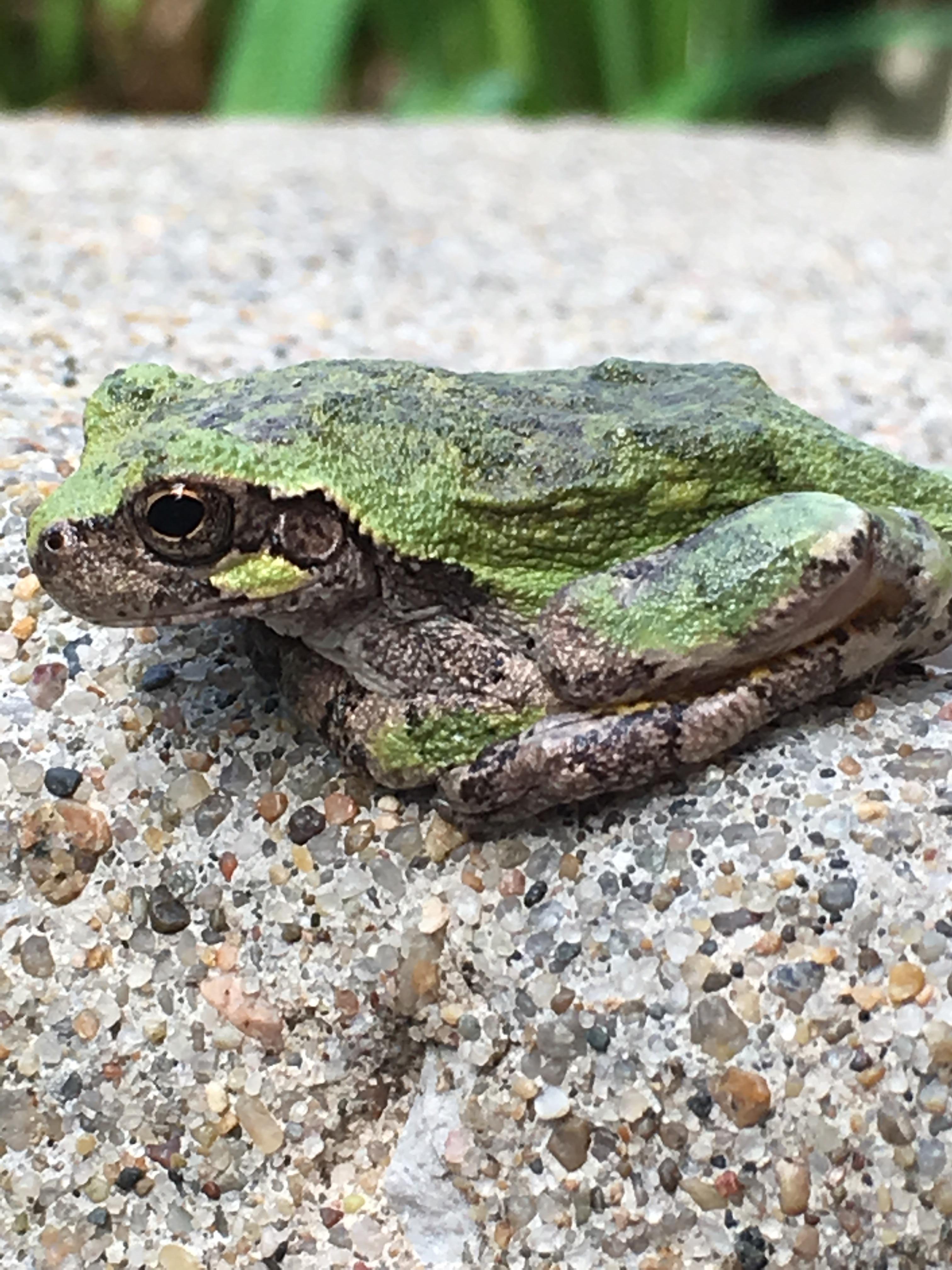 Missouri frog moving from concrete to the bush r/frogs