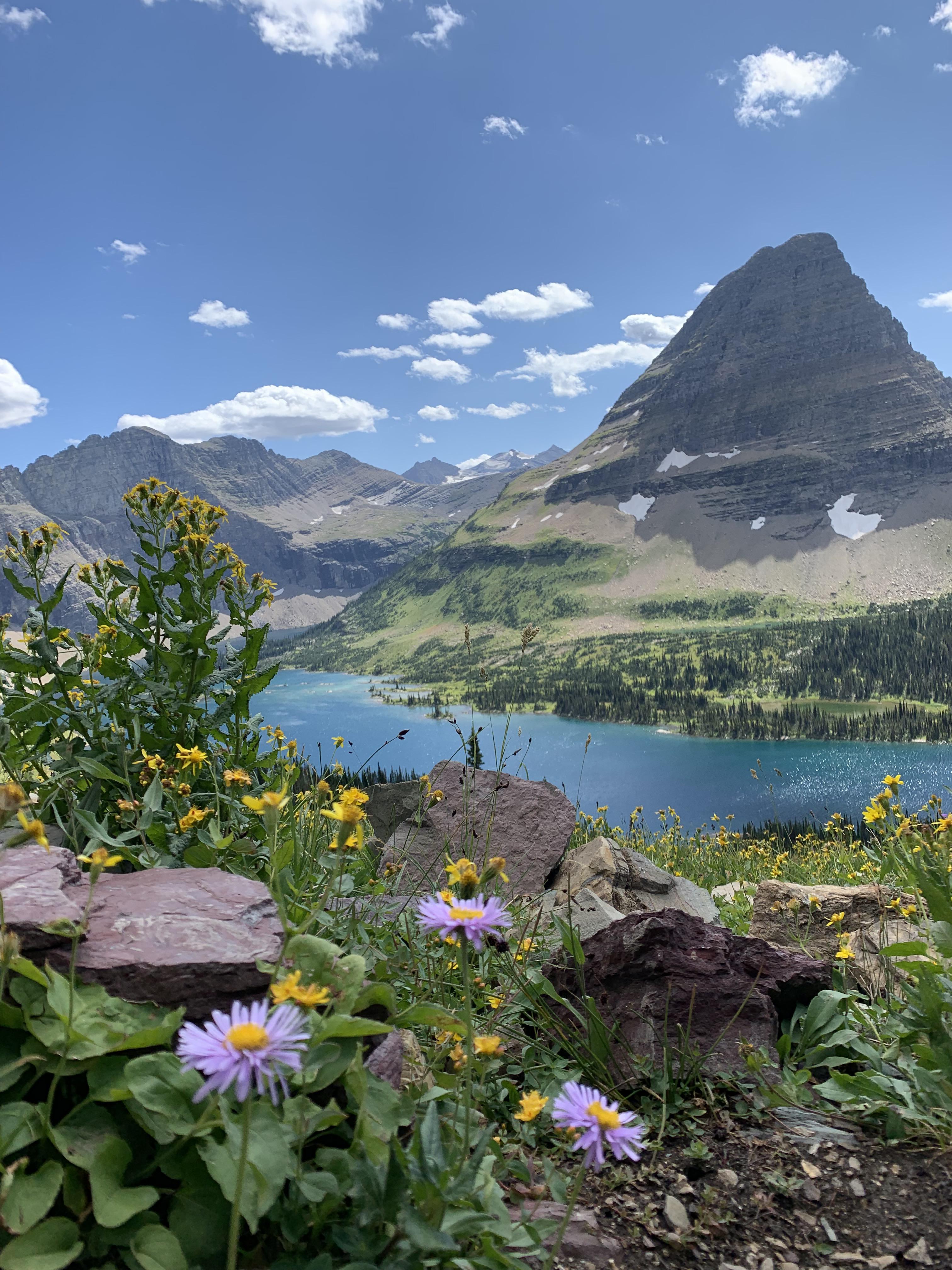 Destination of the day Wild flowers in Glacier National Park in August