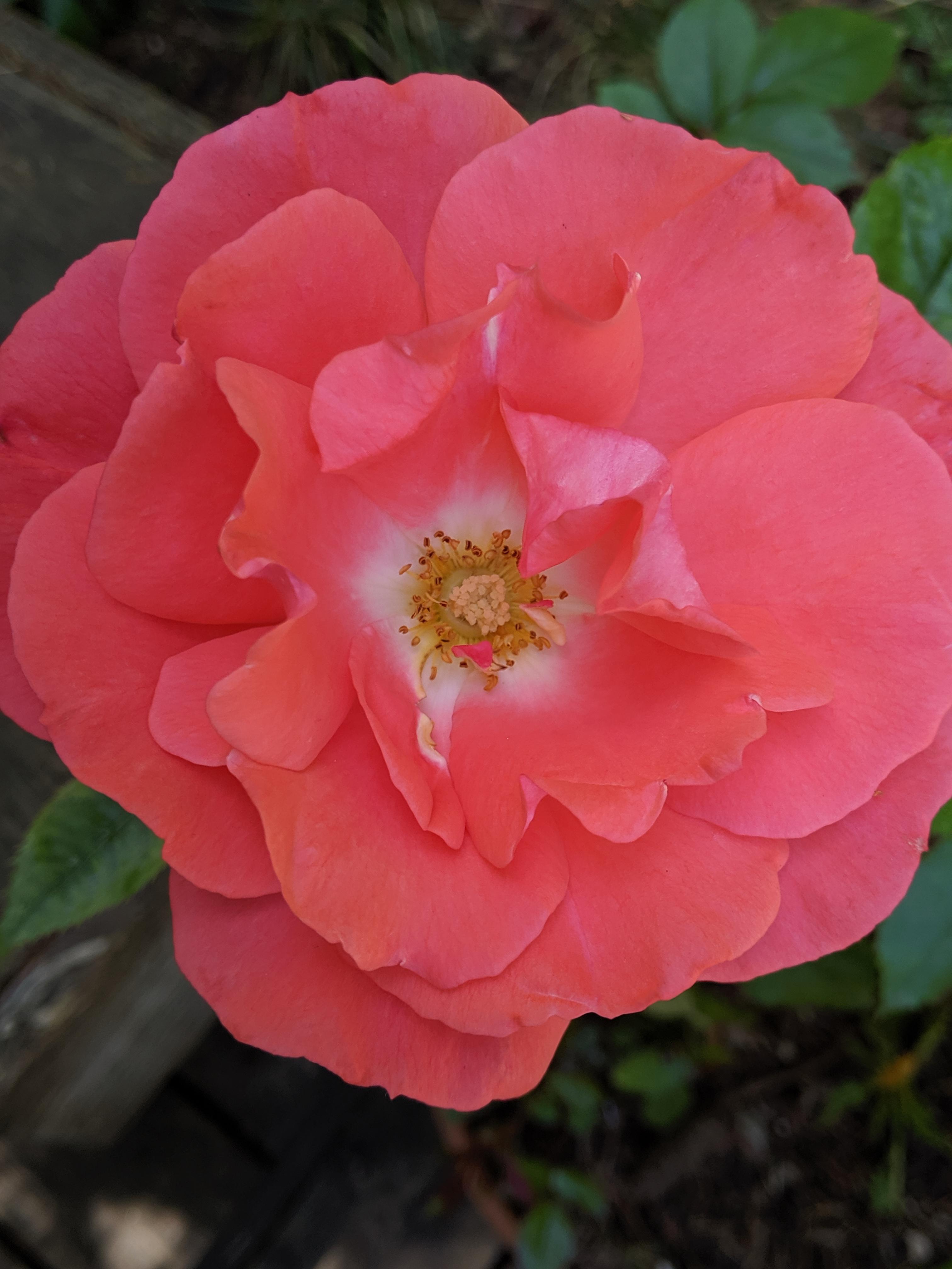 My coral colored rose is blooming and opening up. Planted as bare root two years ago. r/gardening