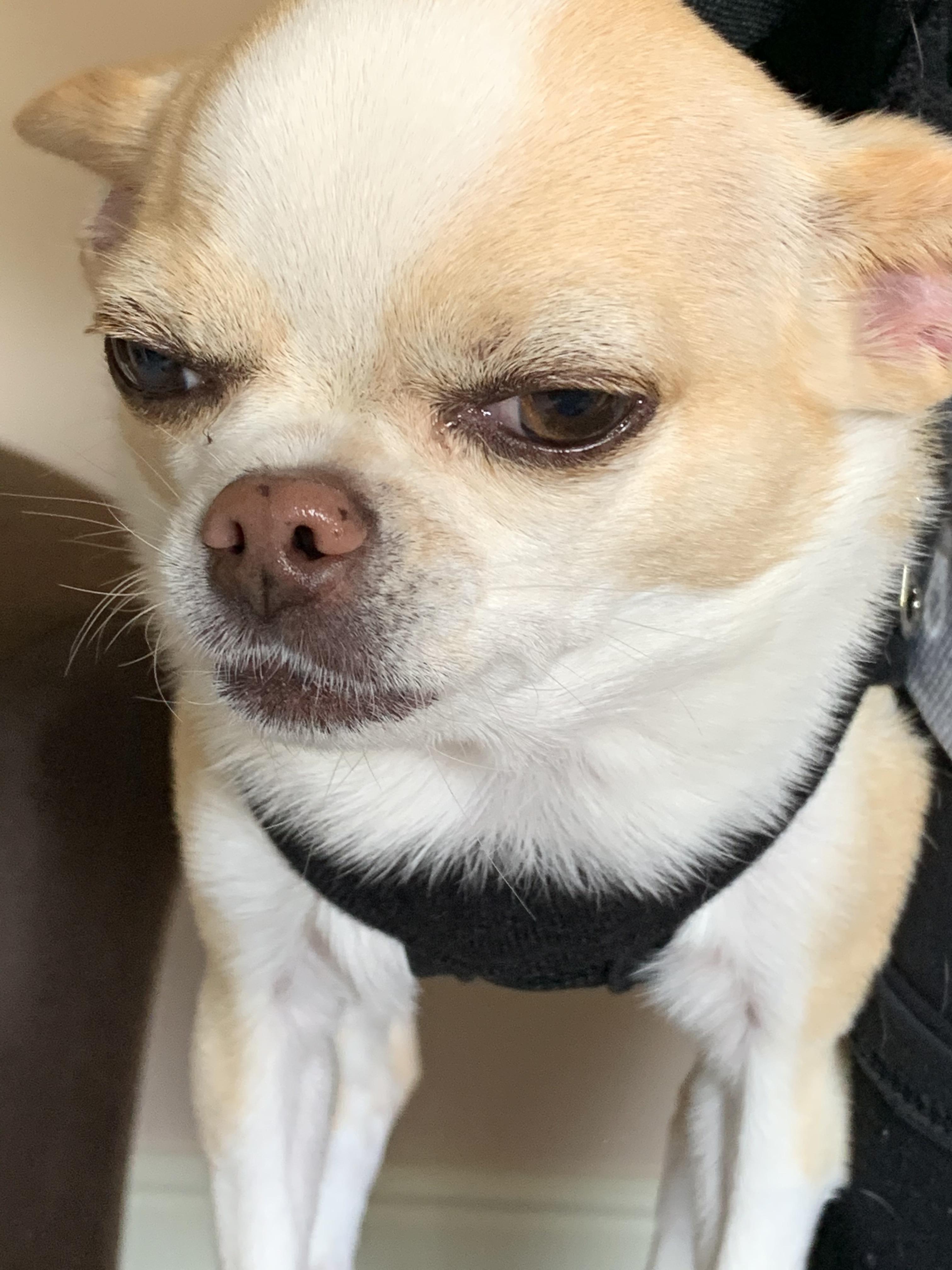 My dog gives the best stink eye 😂 r/aww