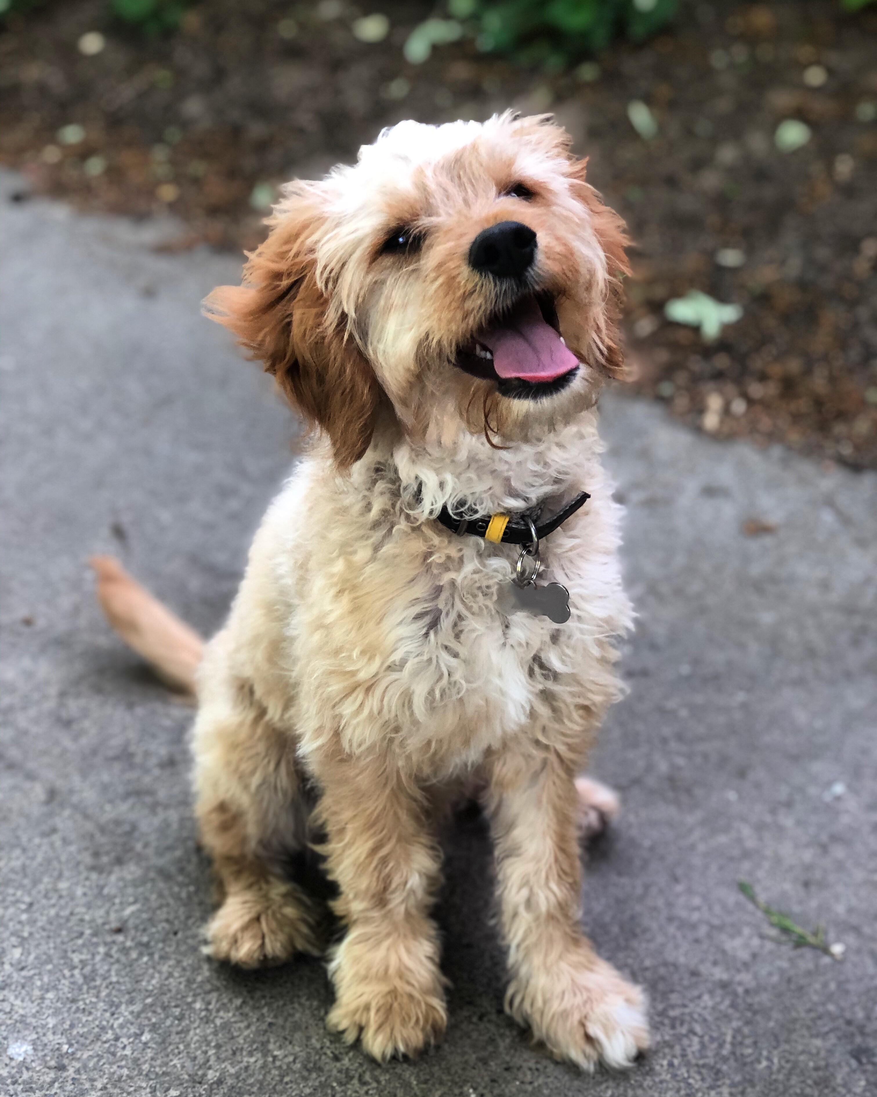 Do Dog Groomers Cut Whiskers