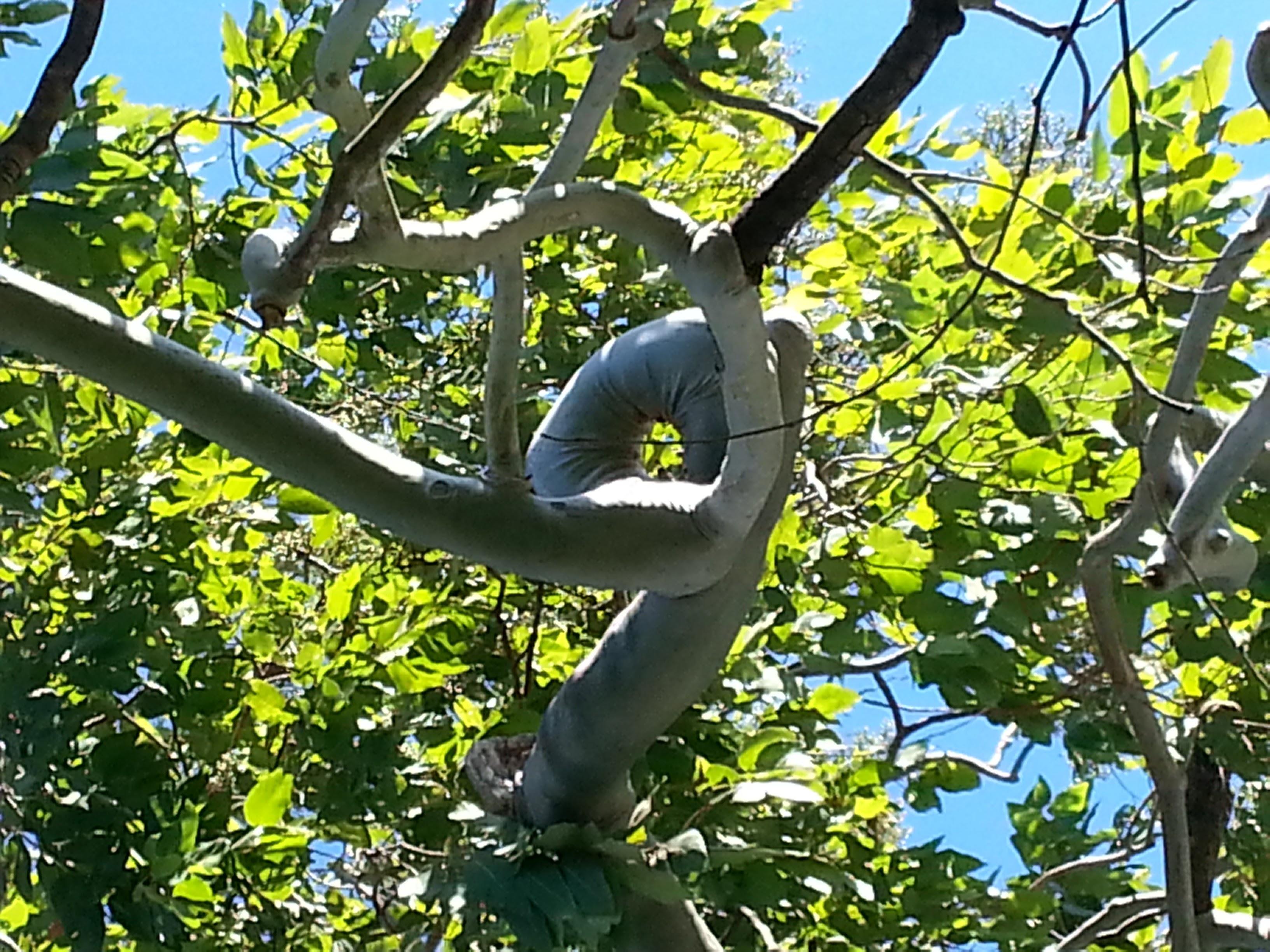The interesting way this Gum tree (Corymbia torelliana) branch grew
