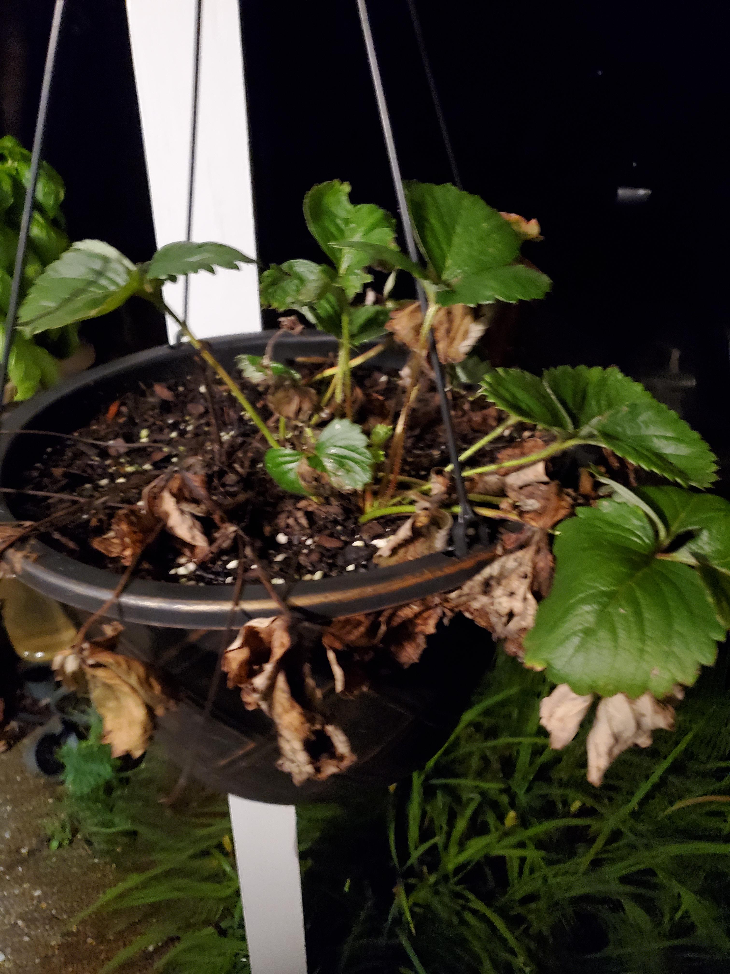How do I save my strawberry? ( Zone 7a, 6+ hours indirect sun