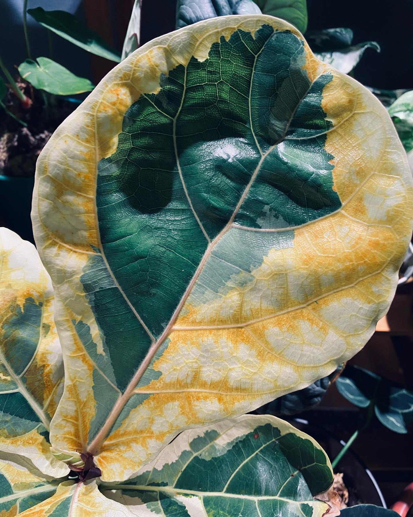 Variegated Ficus Lyrata r/RareHouseplants