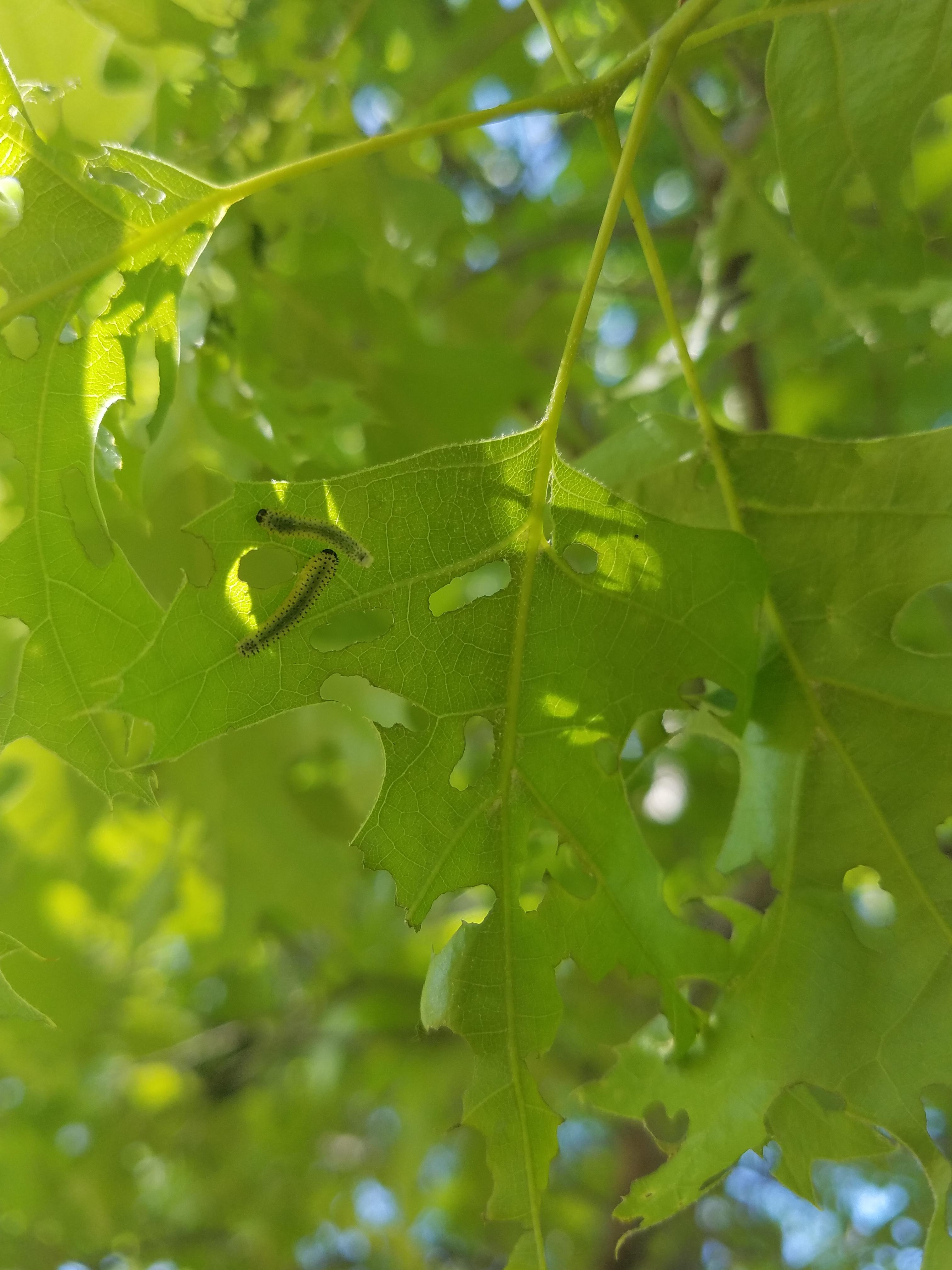 What are these little guys eating up my oak trees? North texas