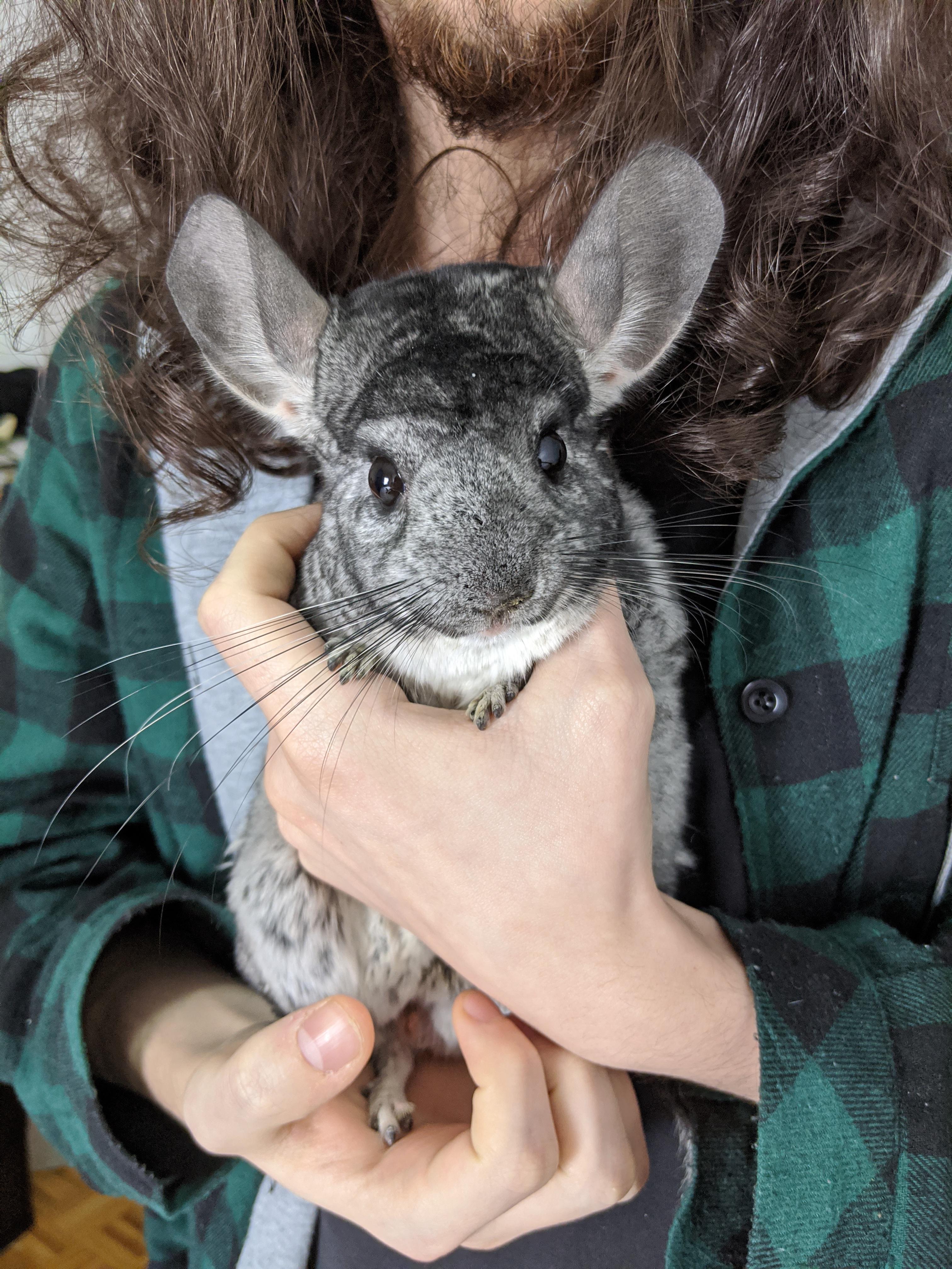 3142 best R/Chinchilla photos in this little folder