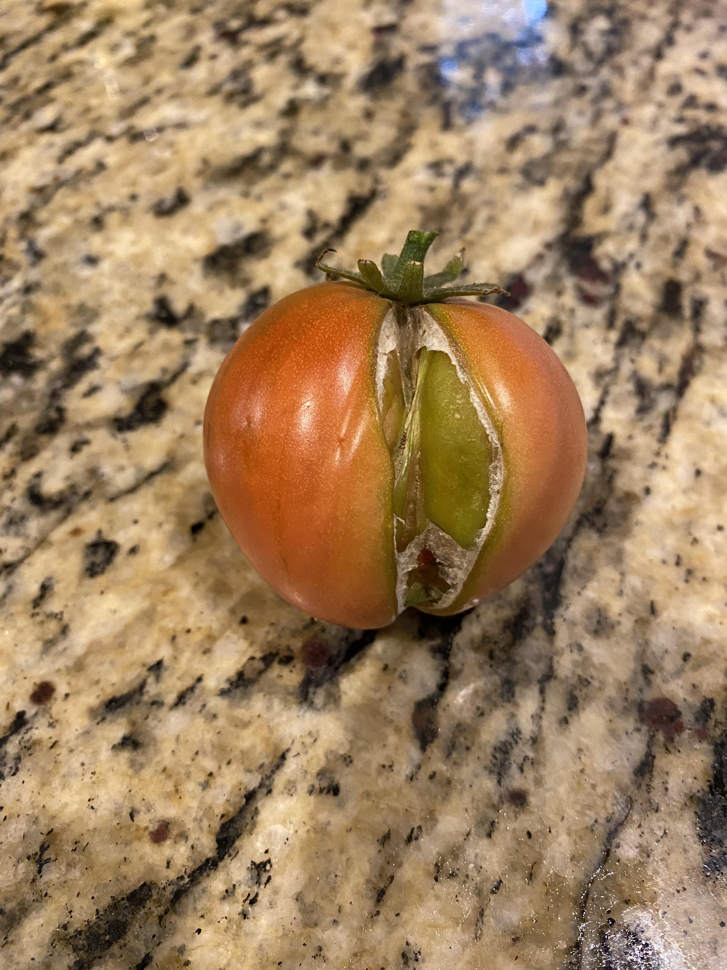 Why are my tomatoes splitting? r/garden_maintenance