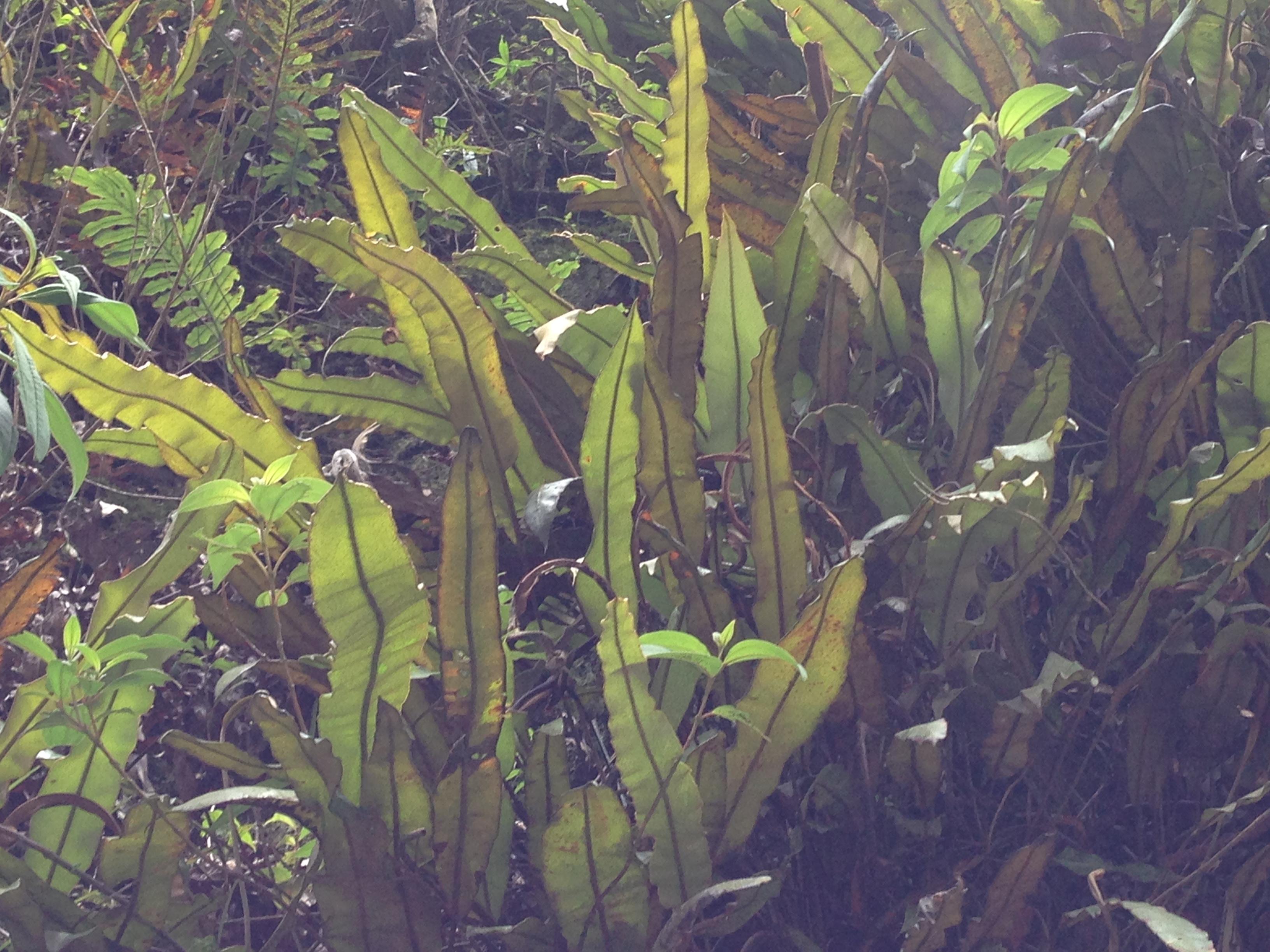 Weeds That Look Like Ferns