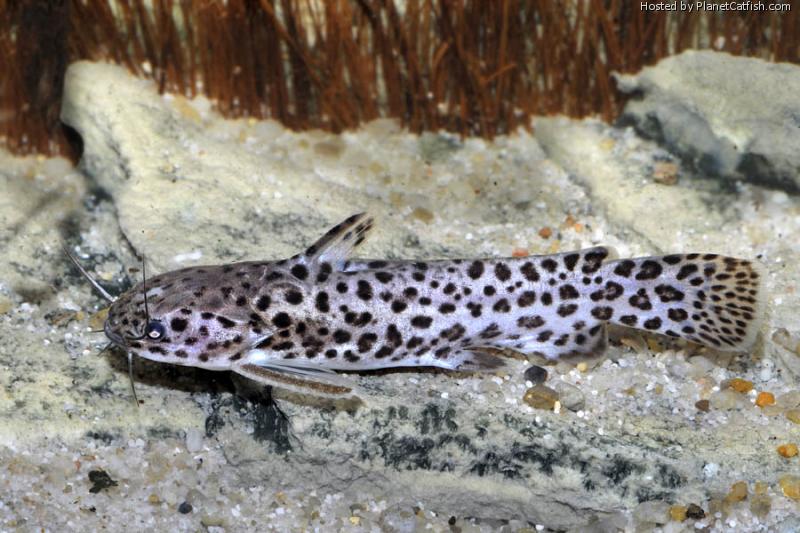 Spinipterus moijiri, a new species of driftwood catfish from the Amazon
