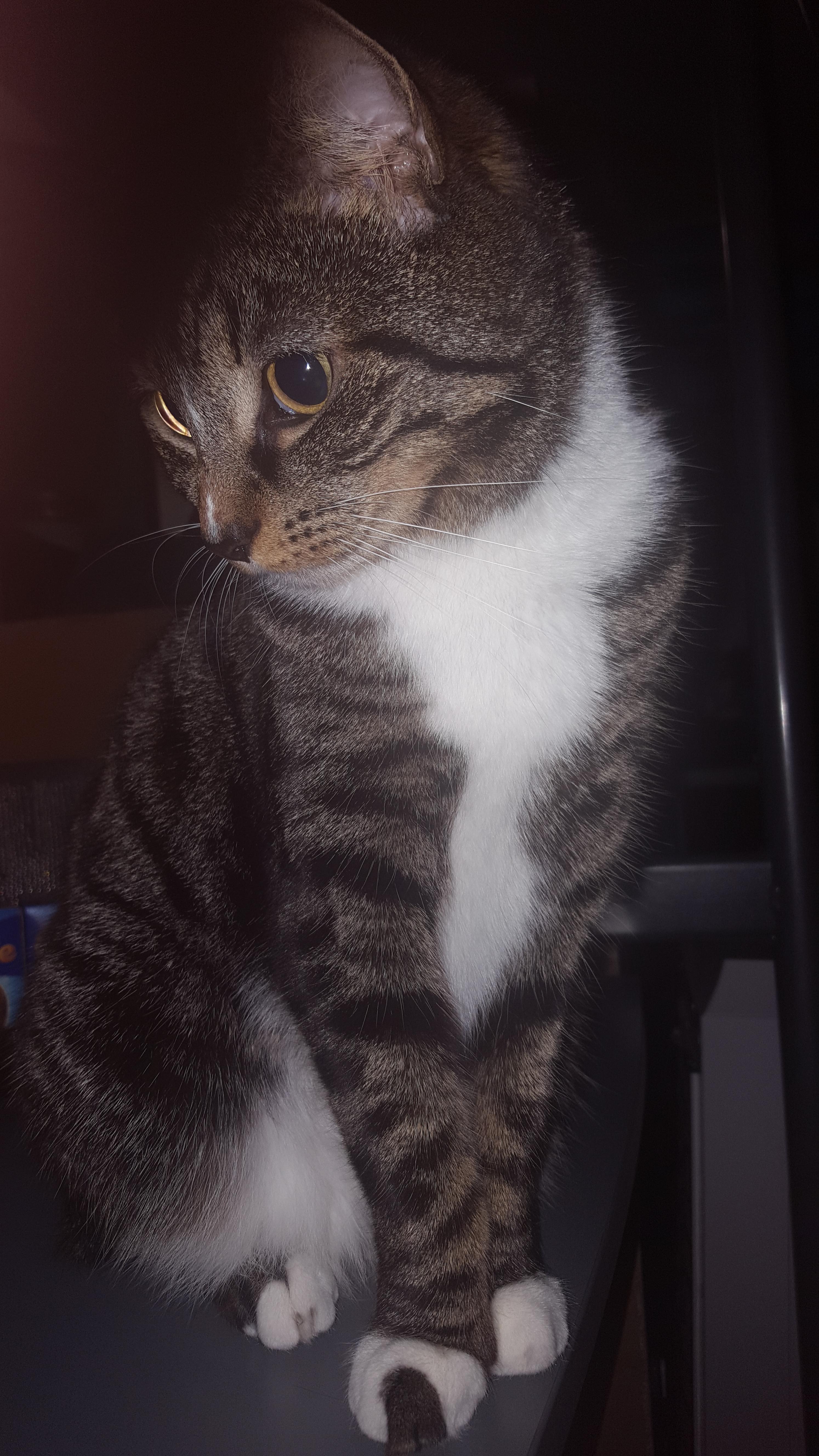 7AM cat, softest thing ever r/cats