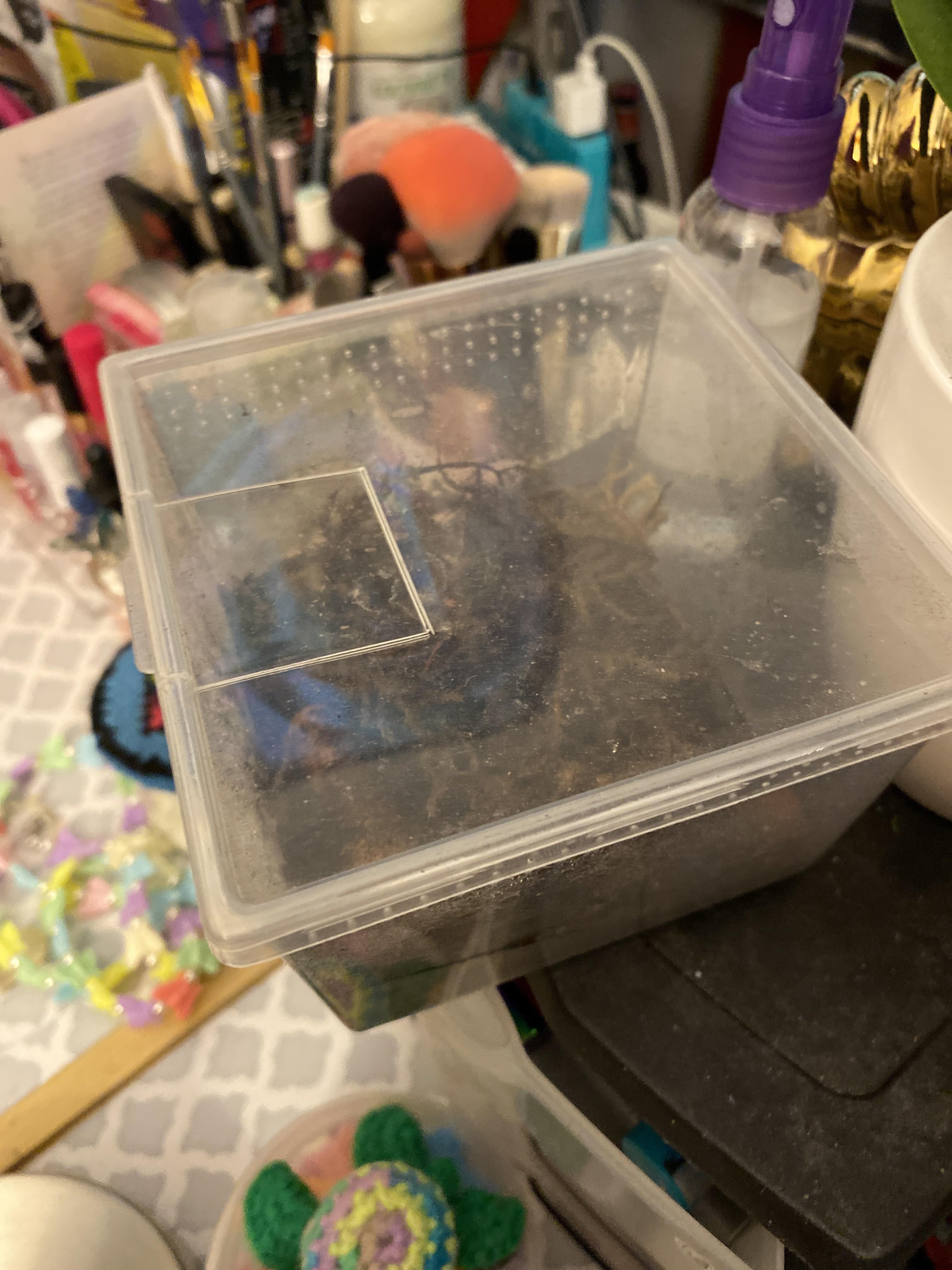 How big do Dubia Roaches get? I’ve had two in here since they were