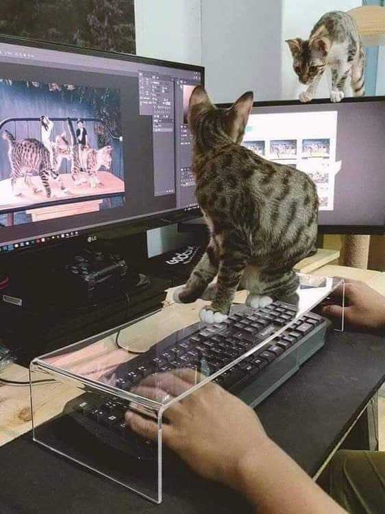 Keep your keyboard safe from your cat! r/funny