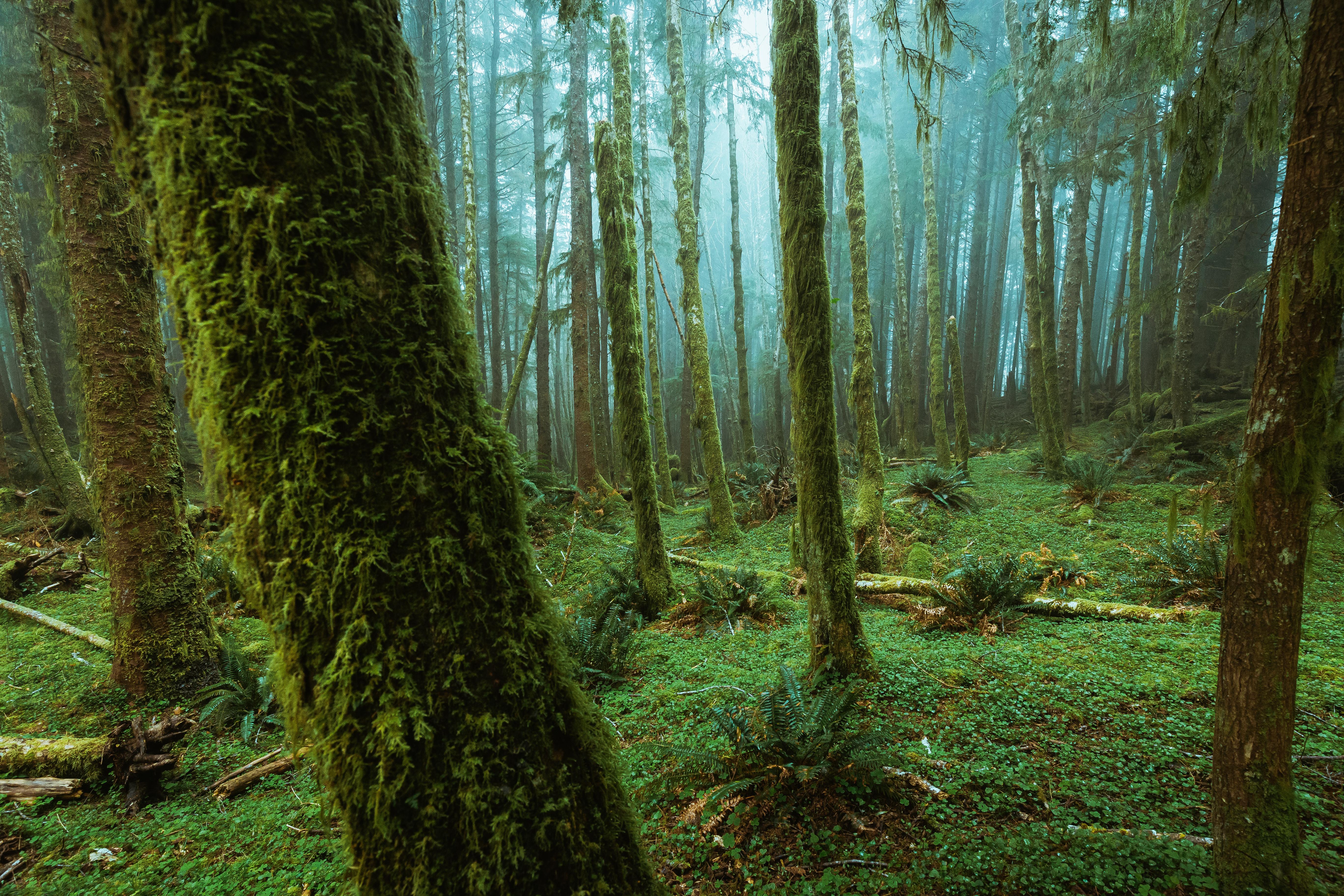 A Magical, Mossy Forest on the Oregon Coast [OC][5472x3648] r/EarthPorn