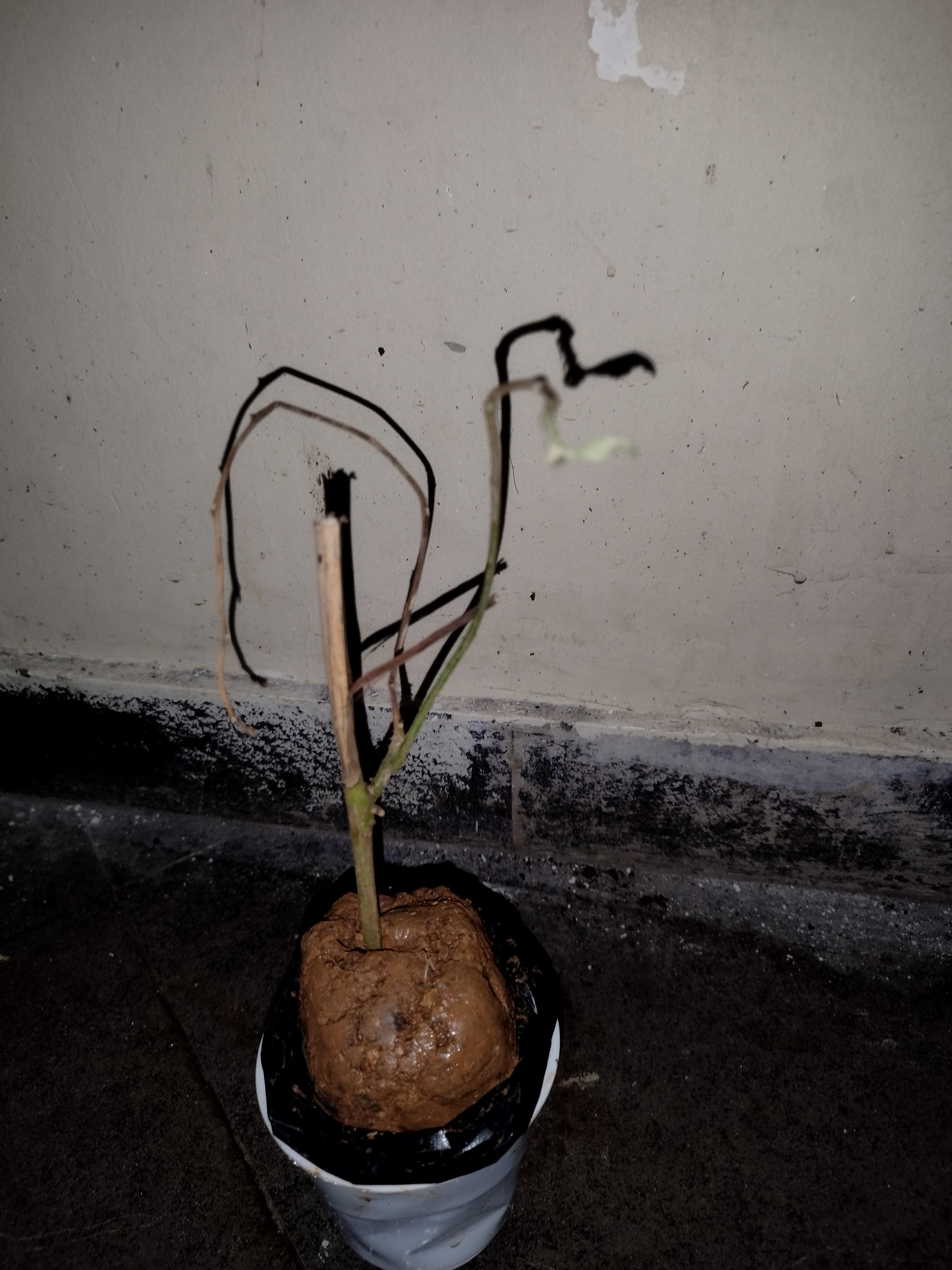 Can this Passion flower be revived? r/gardening