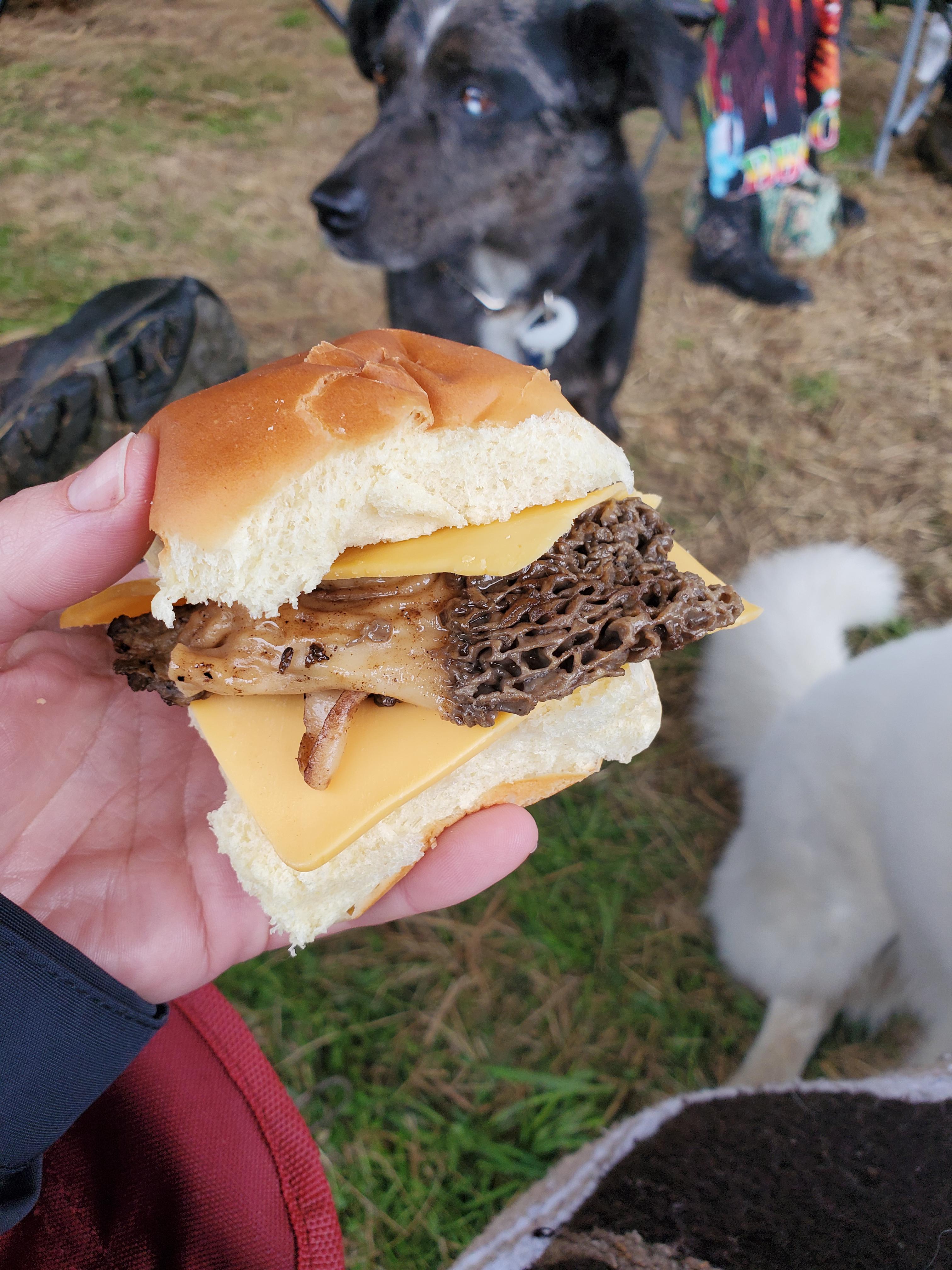 Morel SANDWICH 😋 from a honey hole in eastern Kentucky r/Morel_Hunting