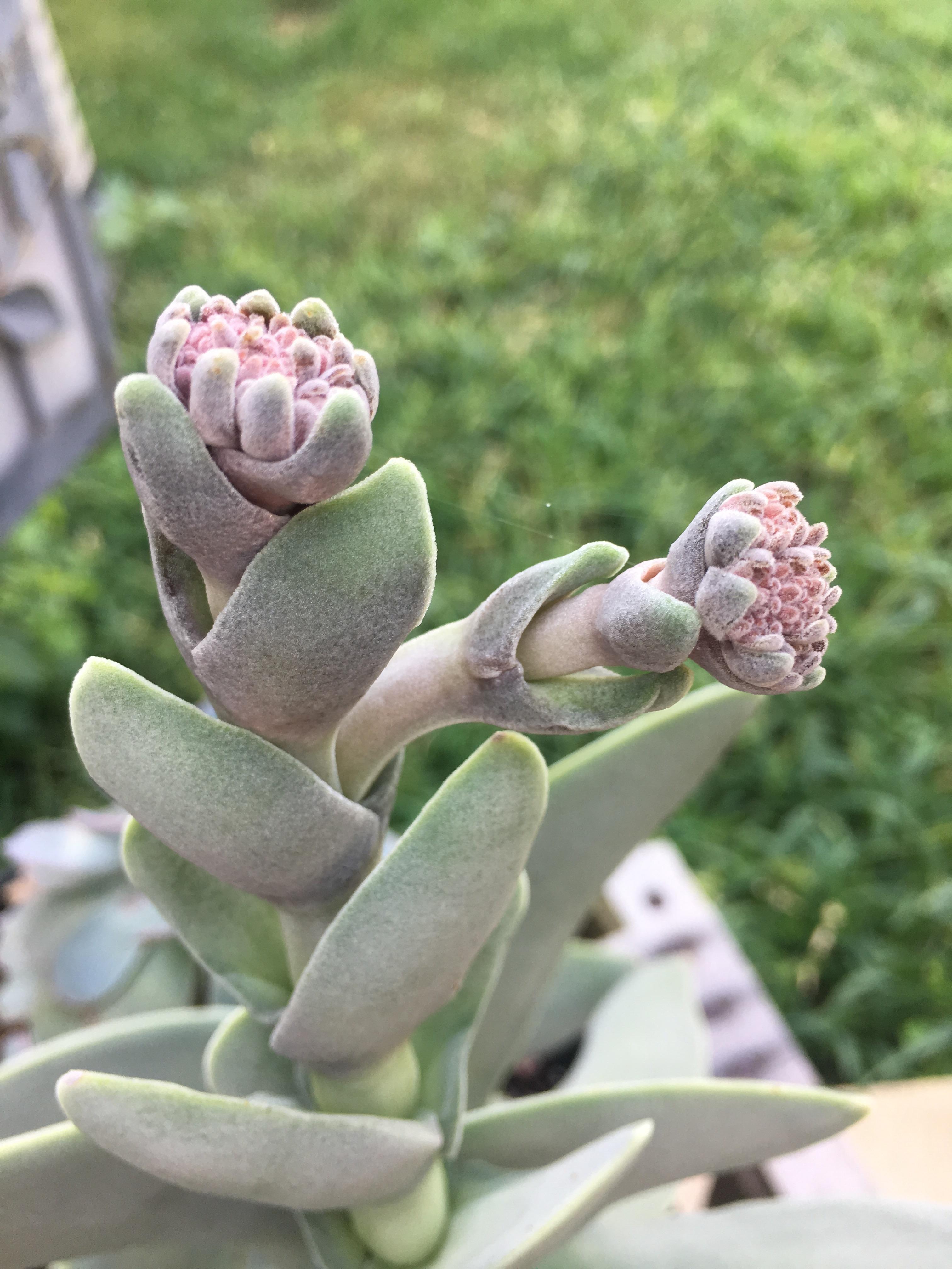 My crassula falcata is growing flowers finally!!! succulents