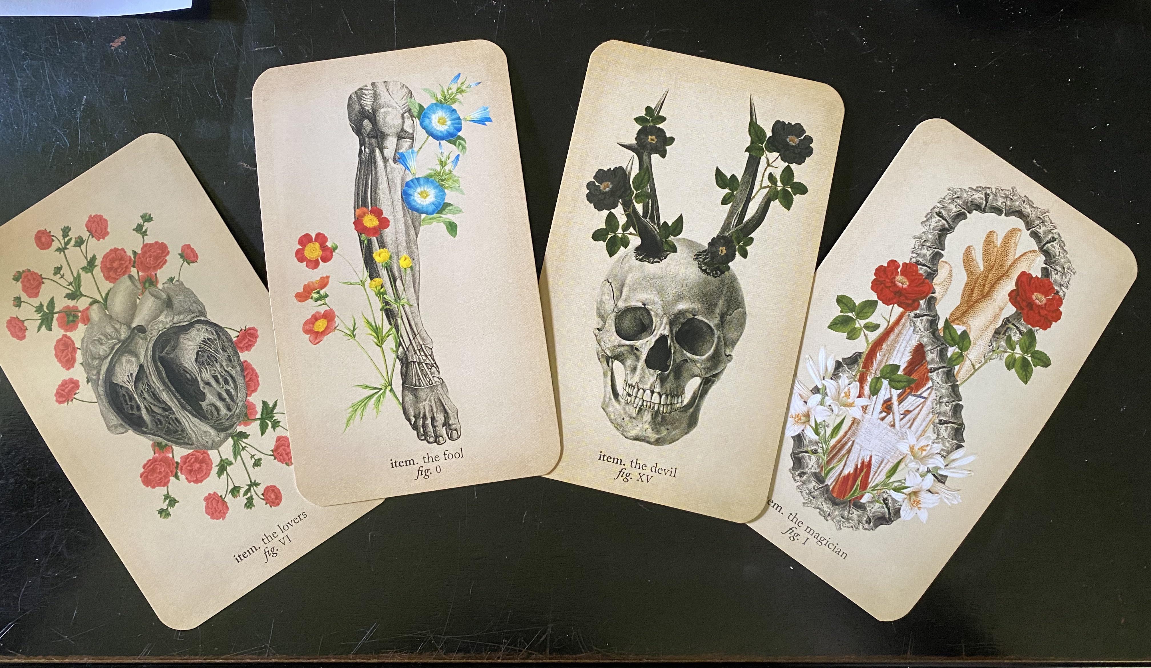Antique Anatomy Tarot Deck Review in r/tarotdecks post tarot