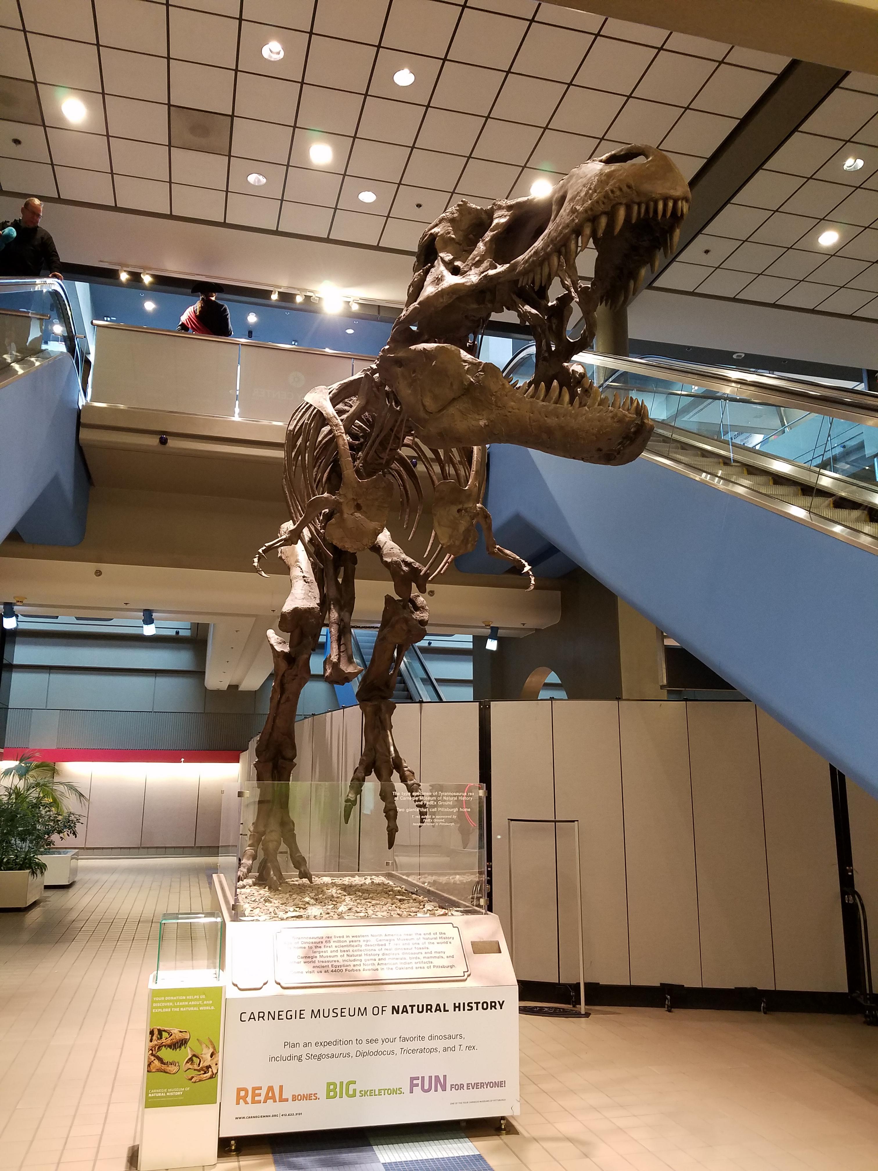 In the Pittsburgh airport r/Dinosaurs