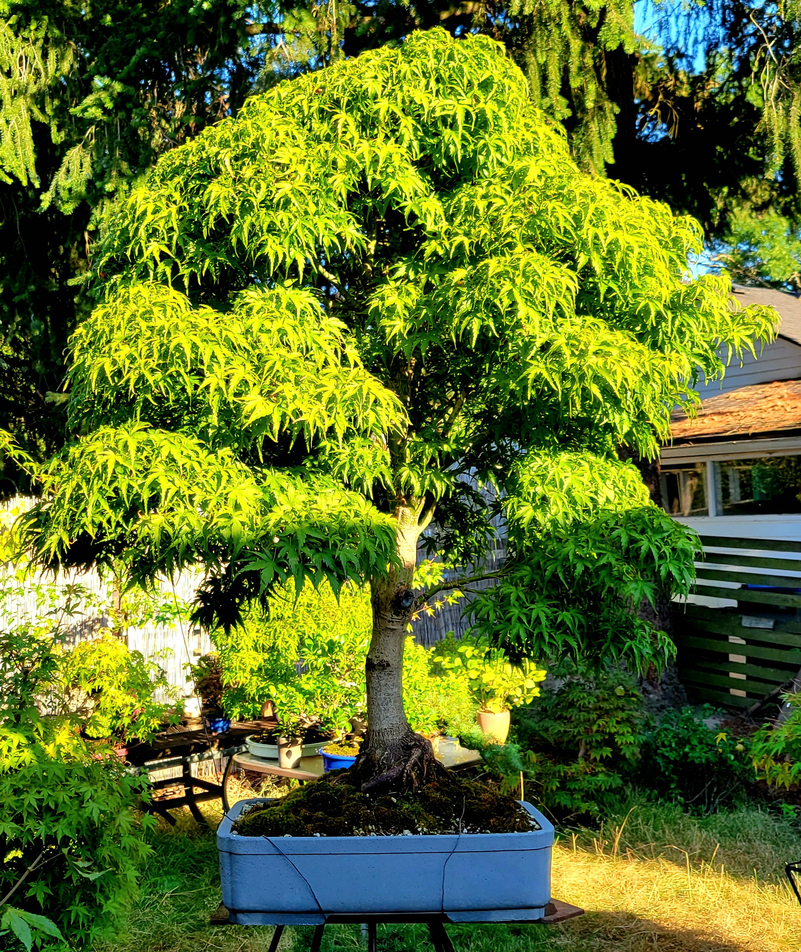 Nursery stock Sharp's pygmy Japanese maple. bonsai_snobs