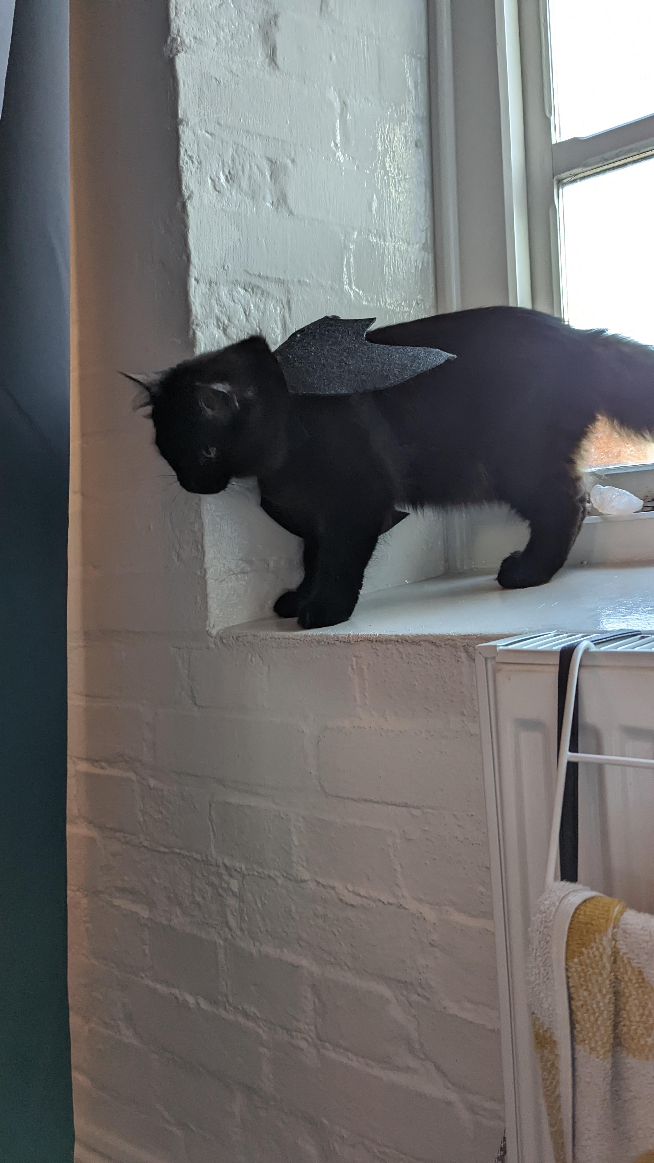 How to train your dragon r/cats