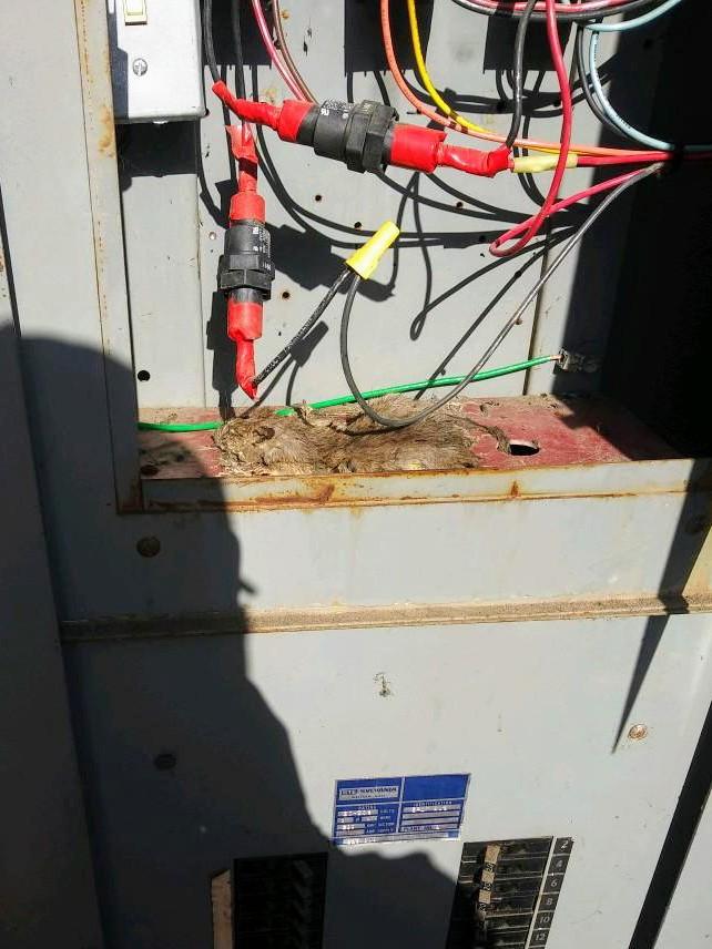 Rat trap! : r/electricians