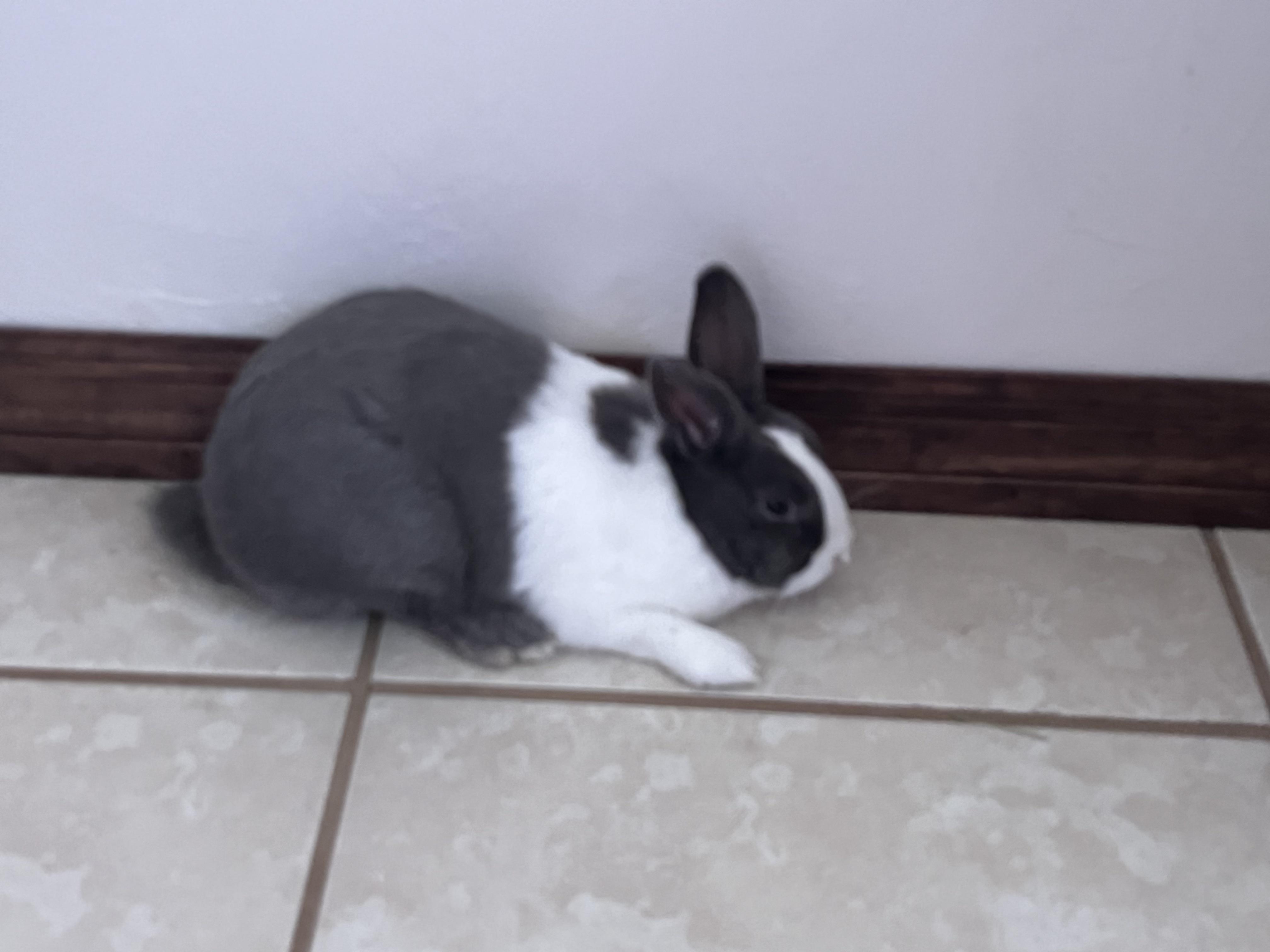 What does this rabbit body language mean r/Bunnies