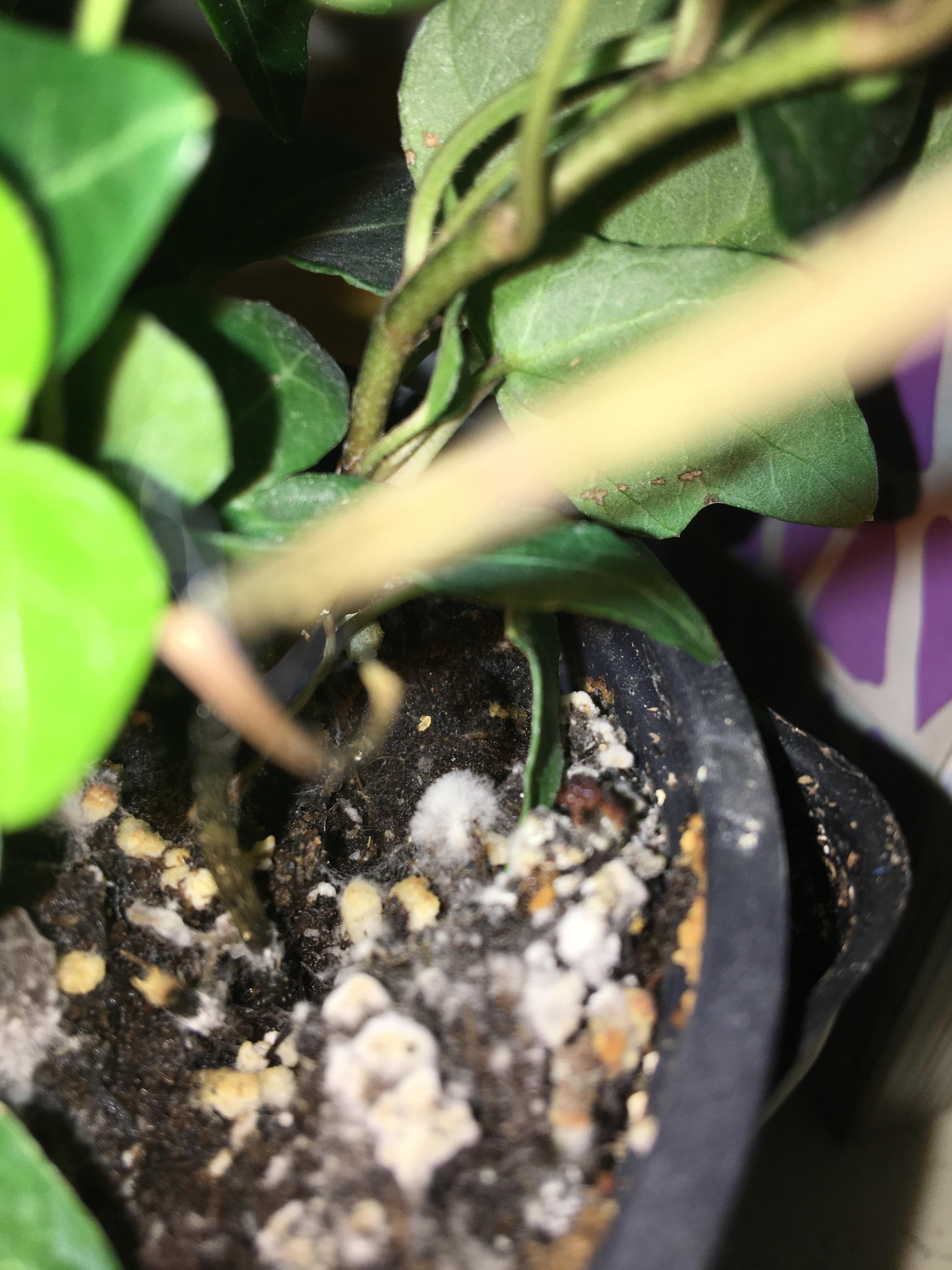 Need help! All of my plants have this fuzzy mold on all of the soil. My