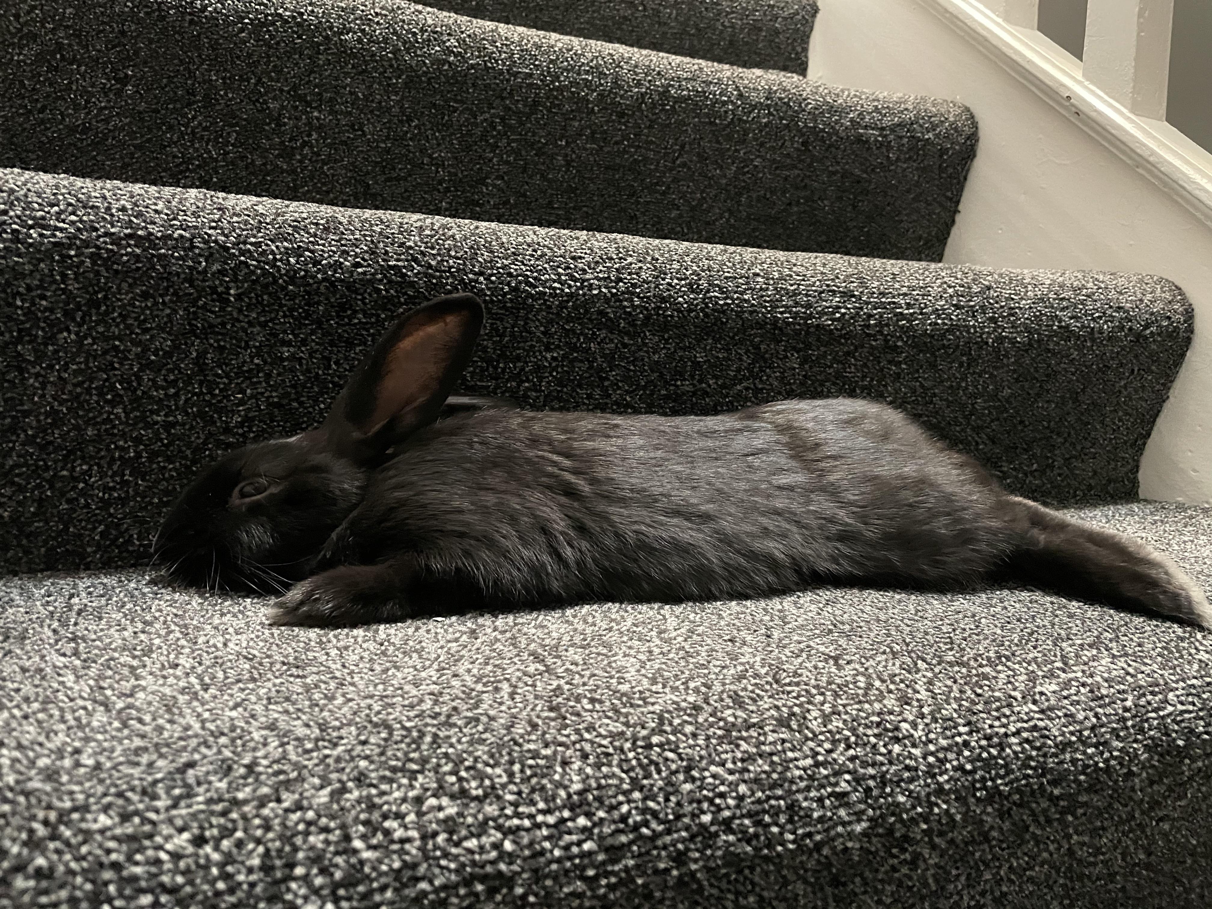 Exhausted from morning zoomies r/Rabbits