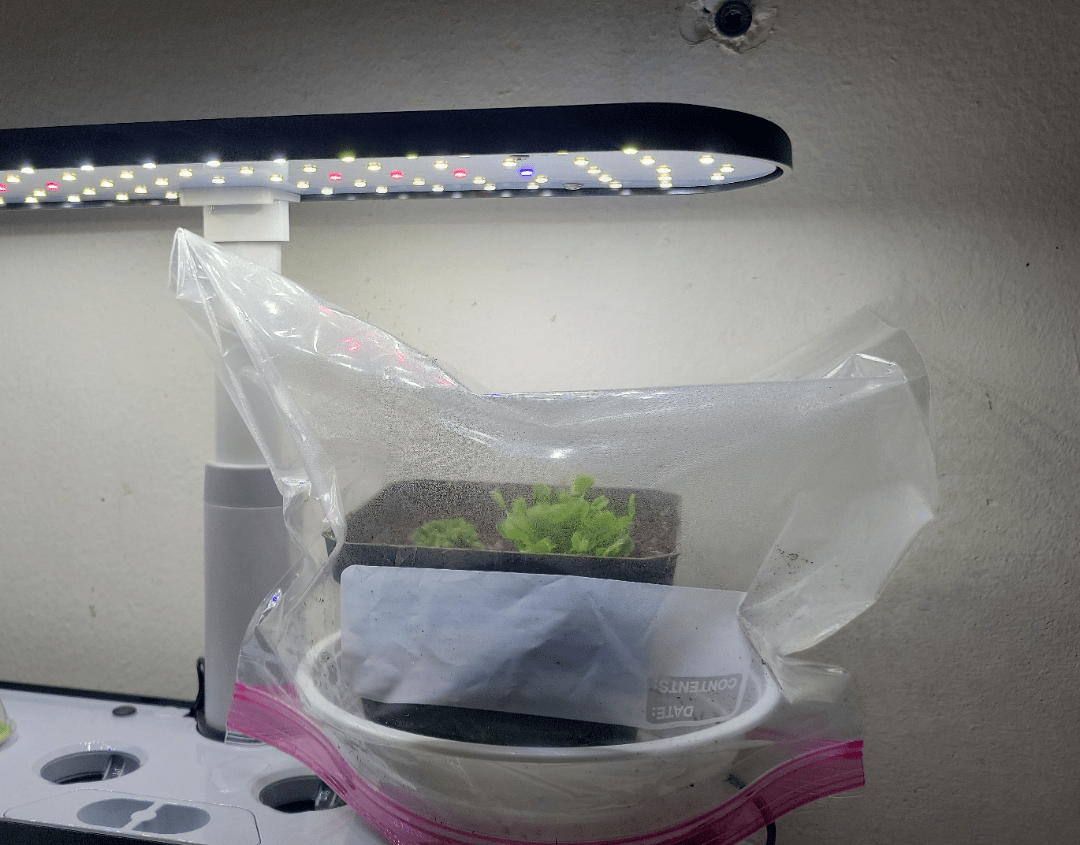 Is my carnivores plant getting enough light? r/VenusFlyTraps