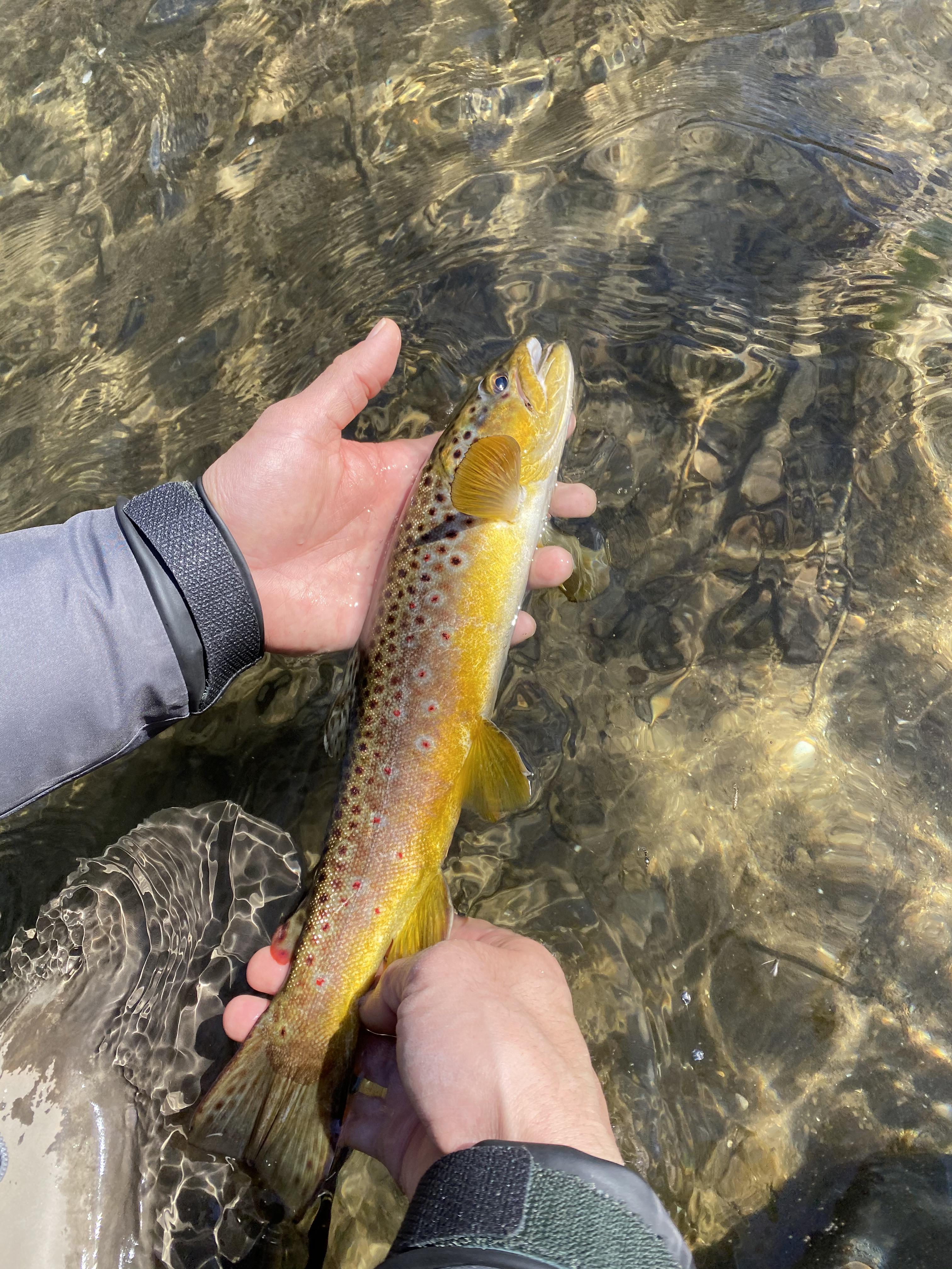 Beauty of a day on the Rush River, WI r/flyfishing