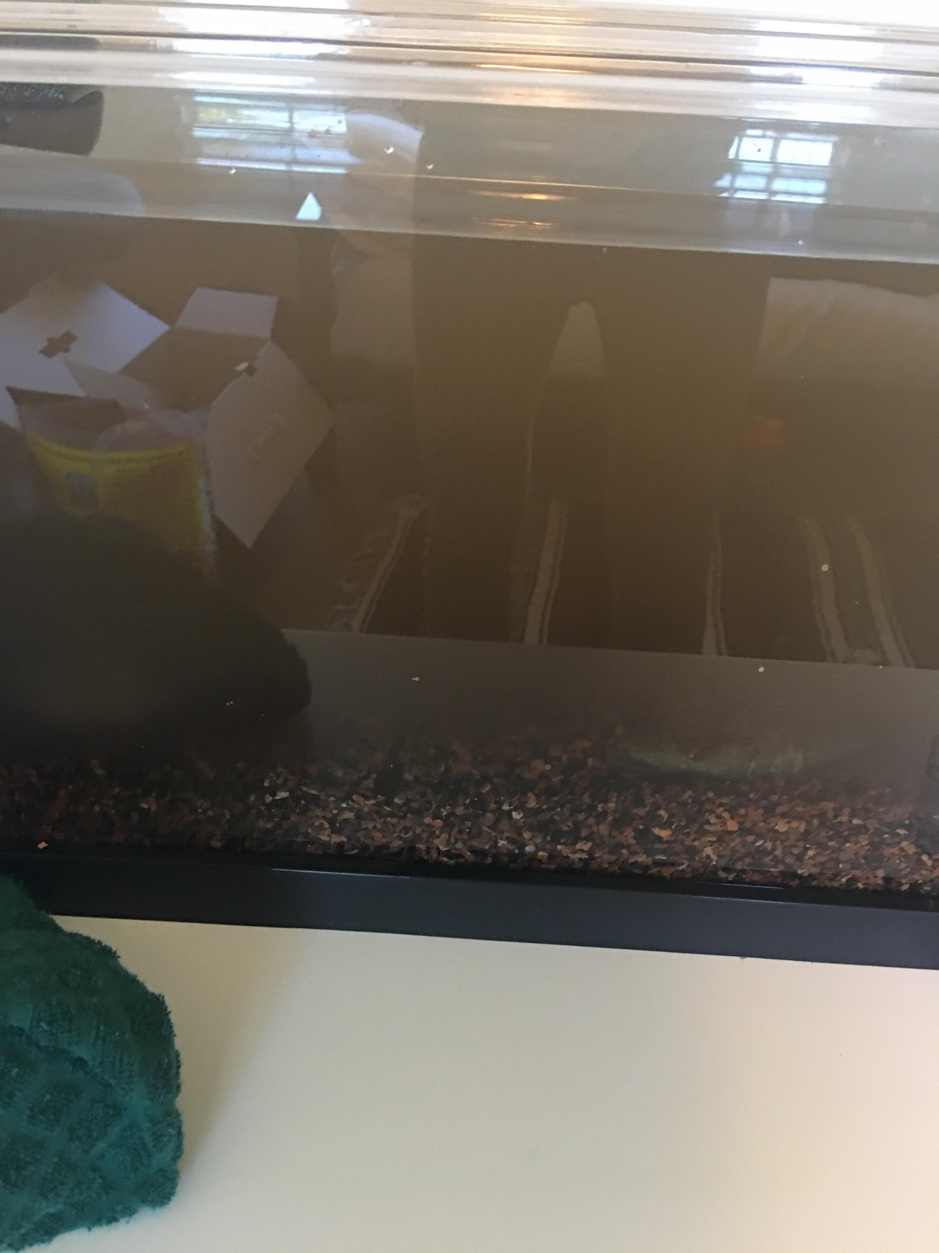 Murky water in new tank after adding substrate is this normal? r
