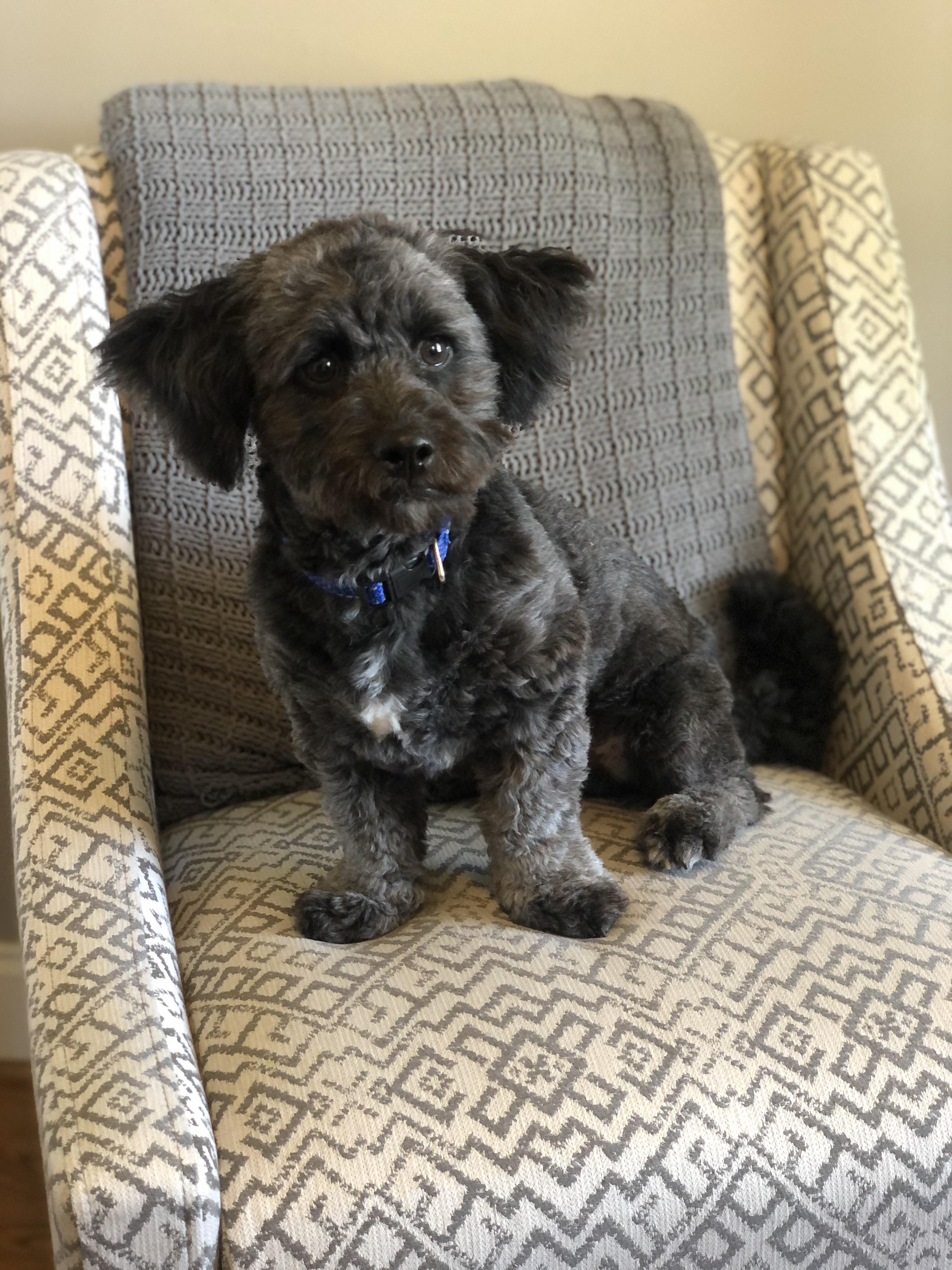 housebreaking regression Shihpoo