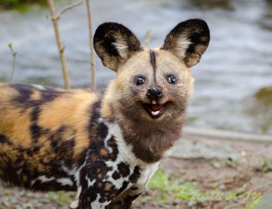 Top 178 + Types of hybrid animals