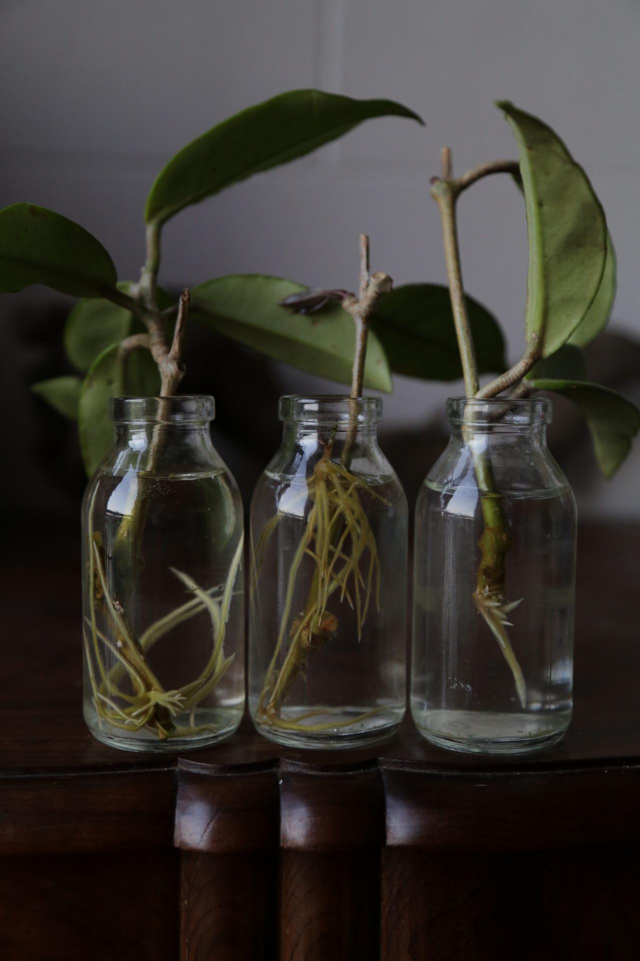 Are these Hoya cuttings ready for a pot? r/hoyas
