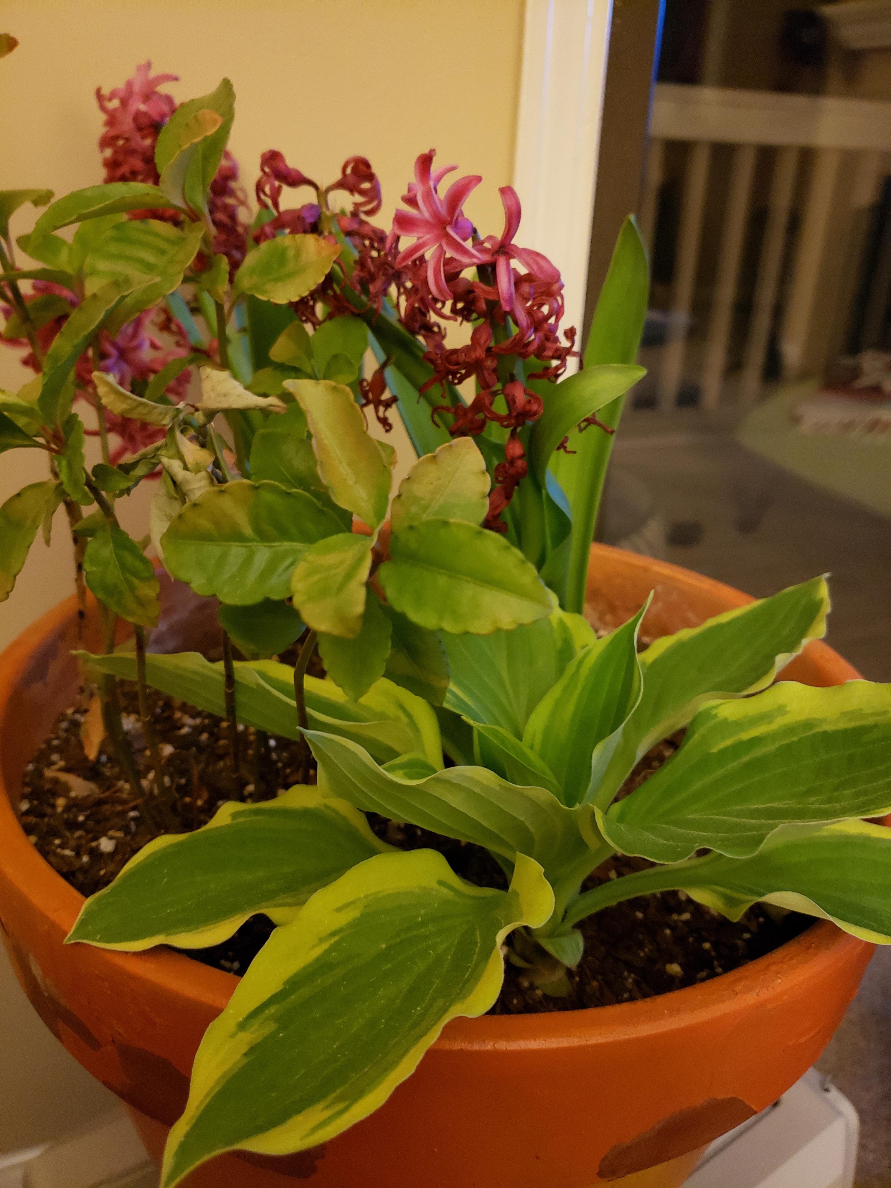 Why does everything I plant die? r/garden_maintenance