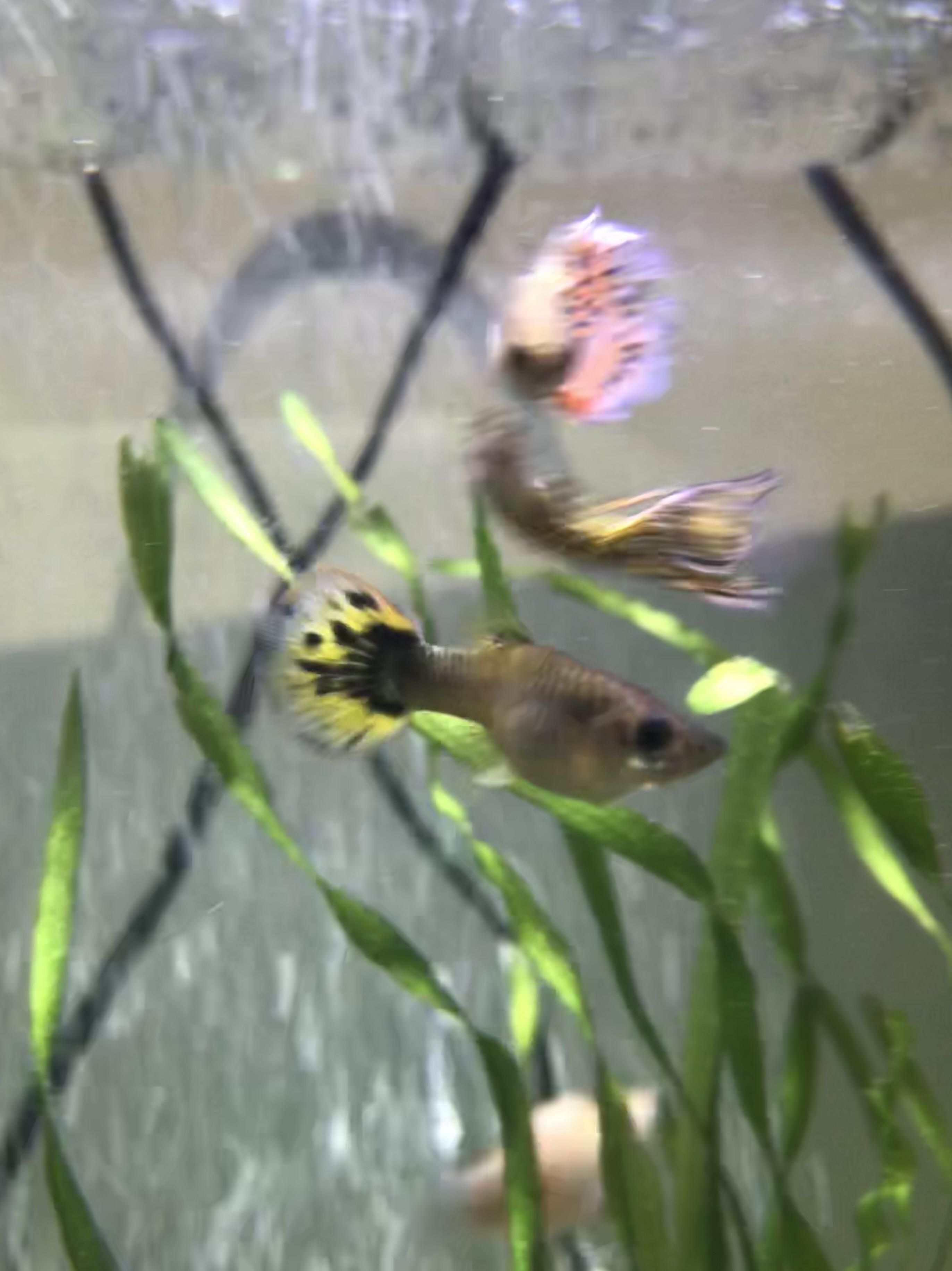 My guppy looks pregnant... right? If so, how can i know how far along