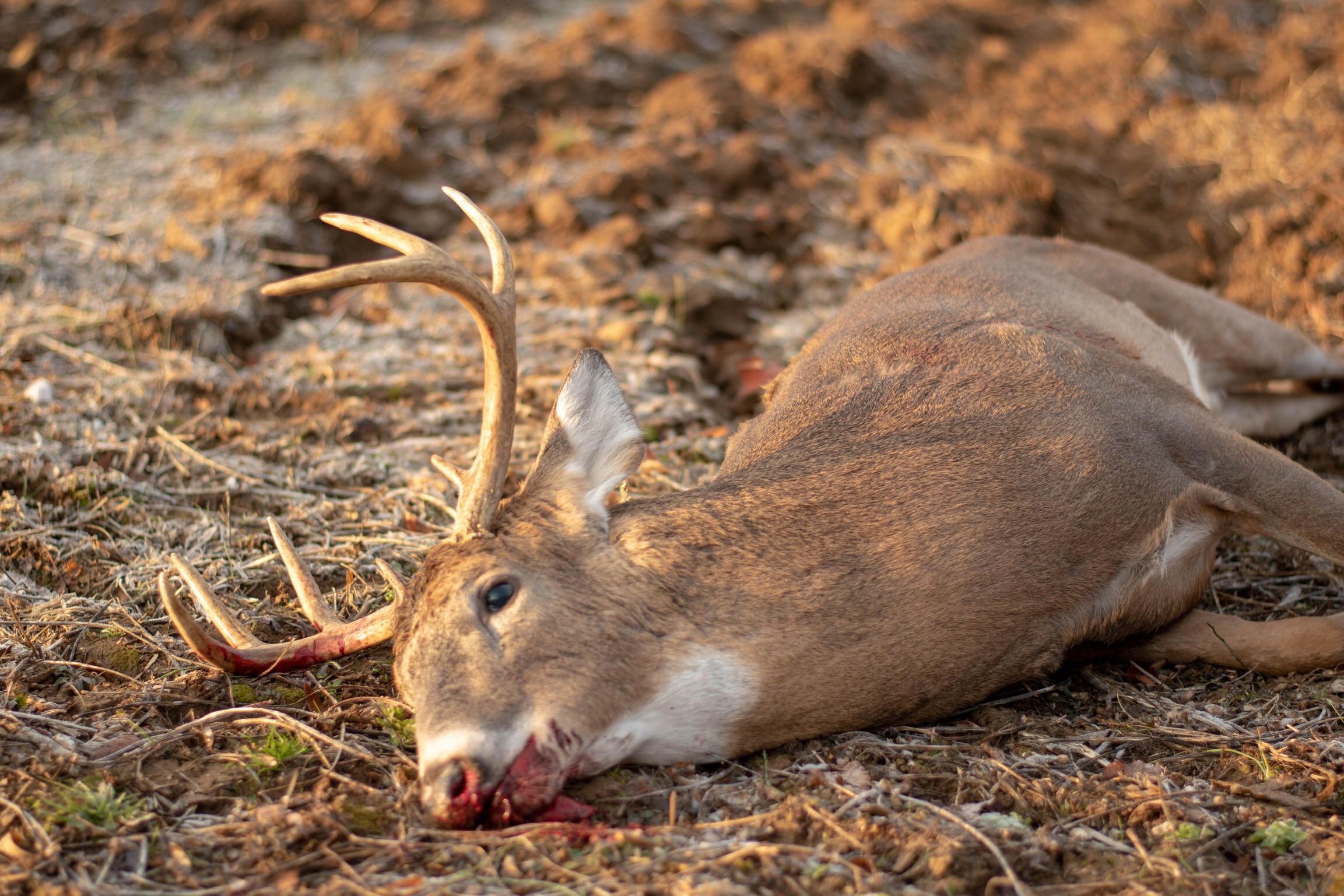 Not a monster but a solid Indiana deer. Weighed in at 160 field
