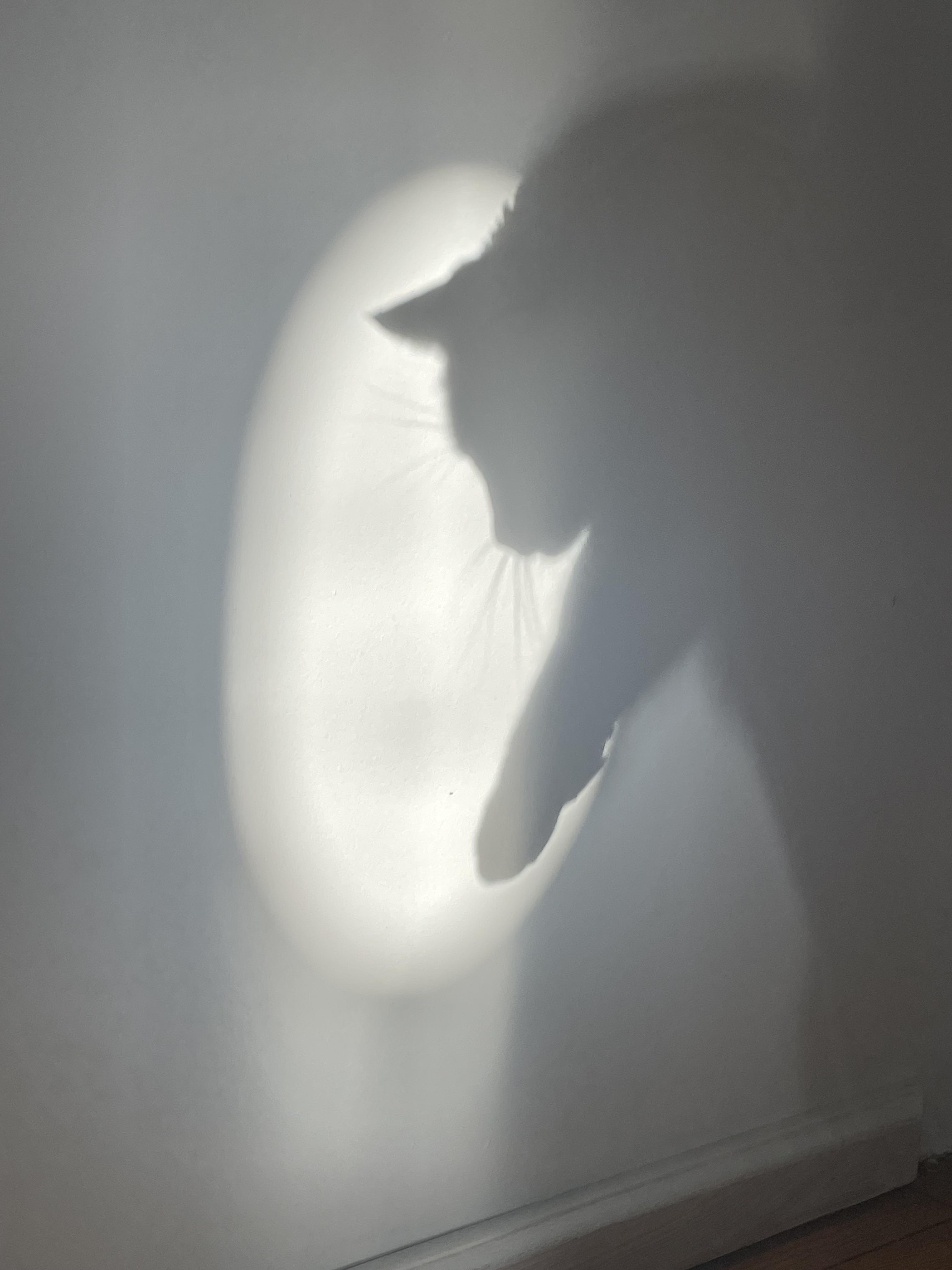 Shadow puppet pussycat r/cats