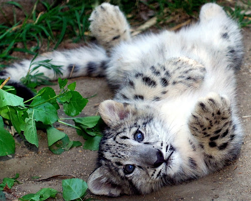 Unlike other large felids, snow leopards do not roar. They emit a high