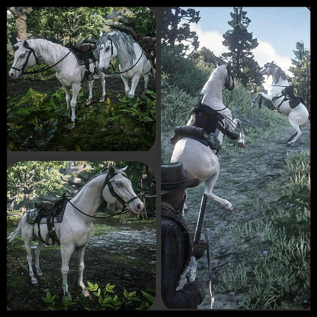 Anyone else notice that The Count (Dutch's horse) is and Albino Arabian