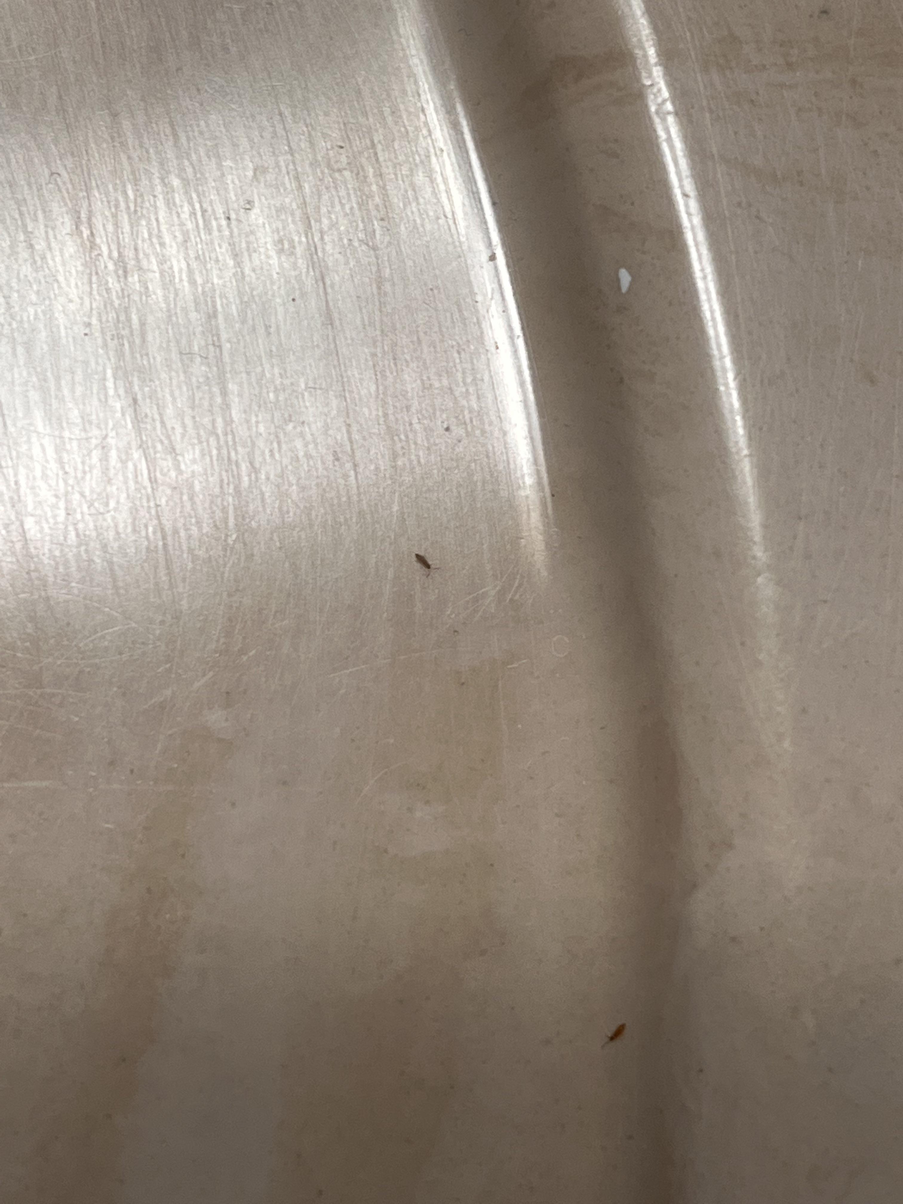 Tiny bathroom bugs; leave powdery residue? r/whatsthisbug