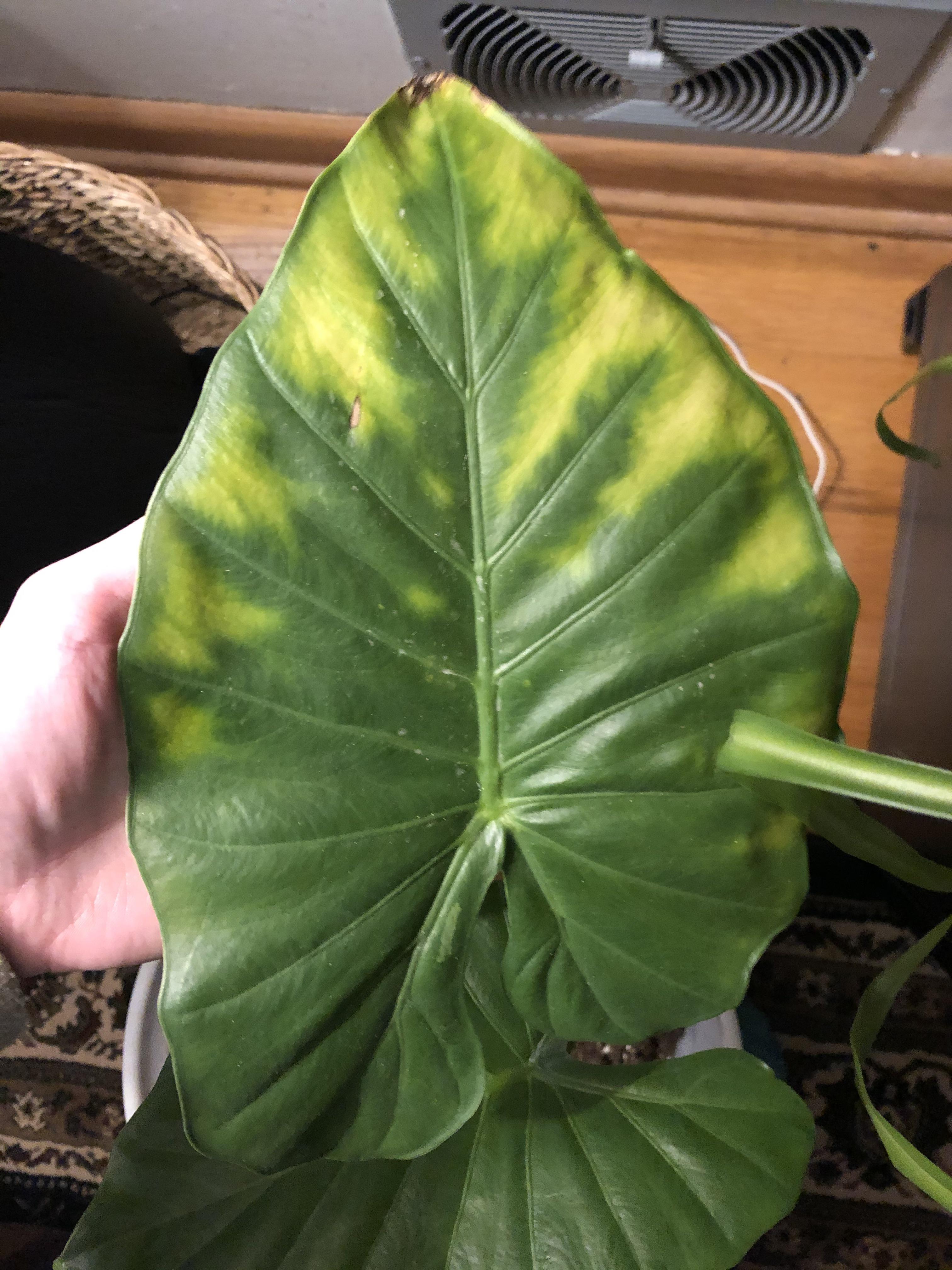 Yellowing leaf on elephant ear