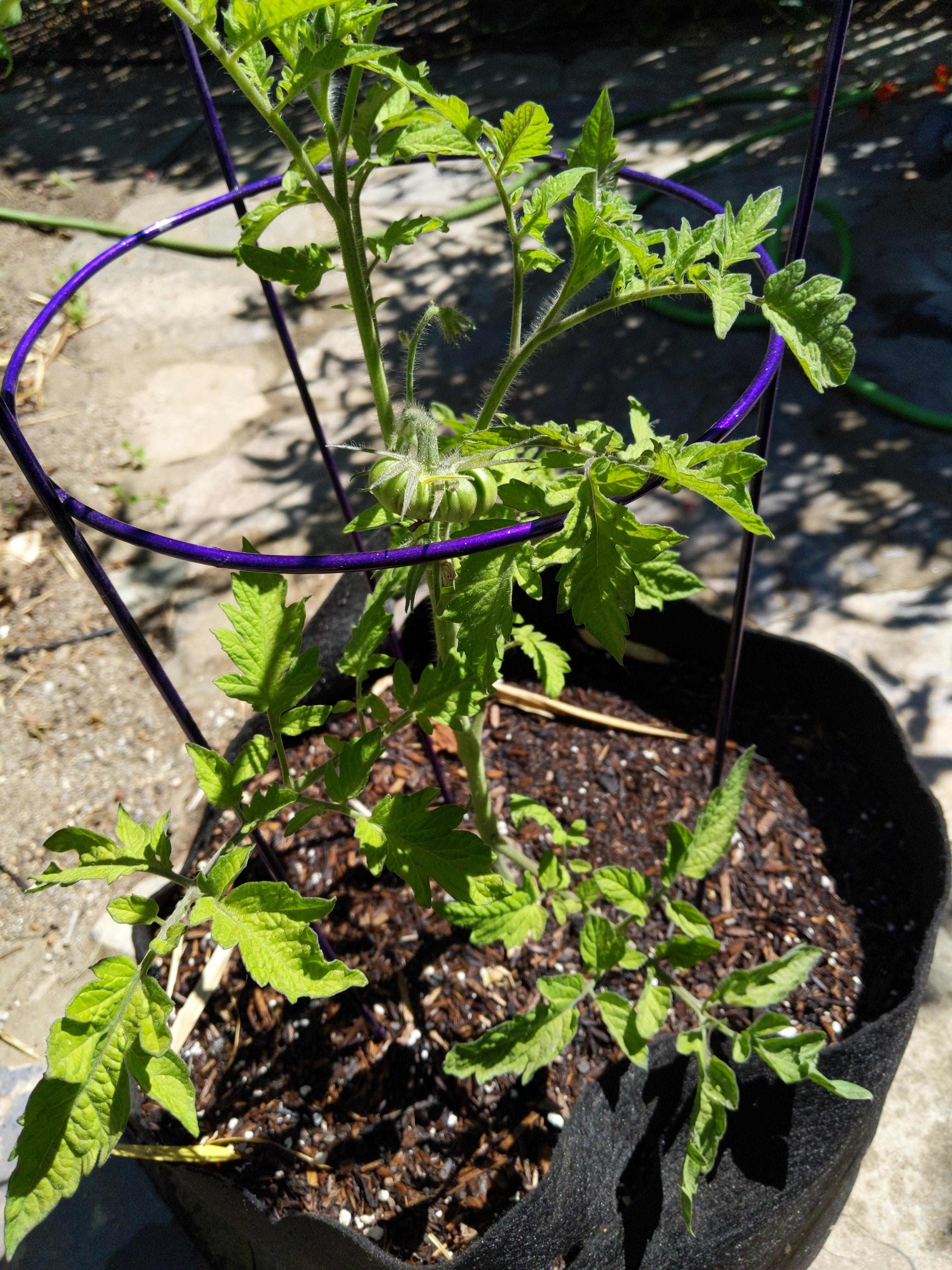Pink Berkeley Tiedye. Single tomato busting out of this plant. r